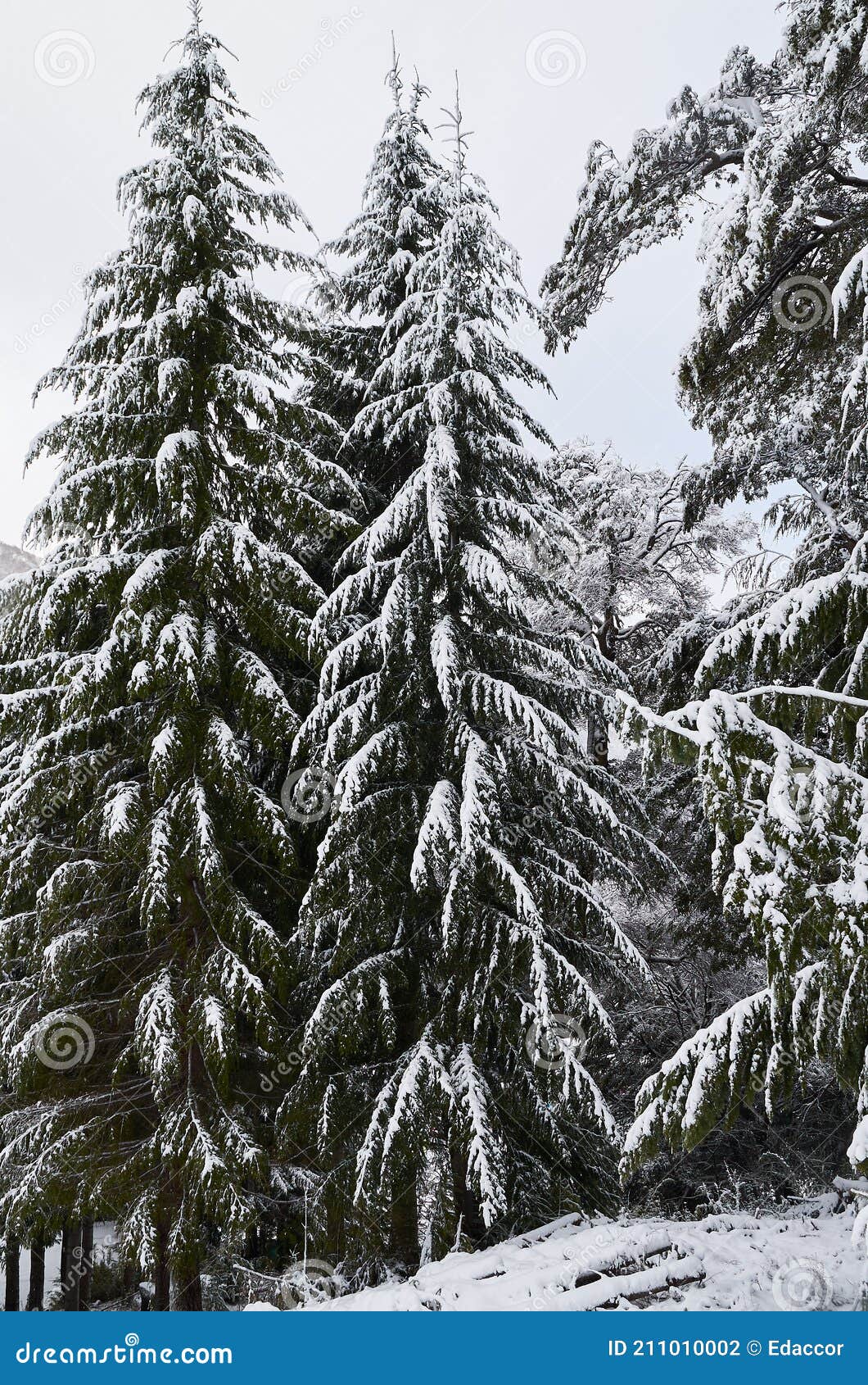 some big snowy pine trees on the snow, nature shot at cerro bayo bayo hill, villa la angostura, neuquen province, patagonia