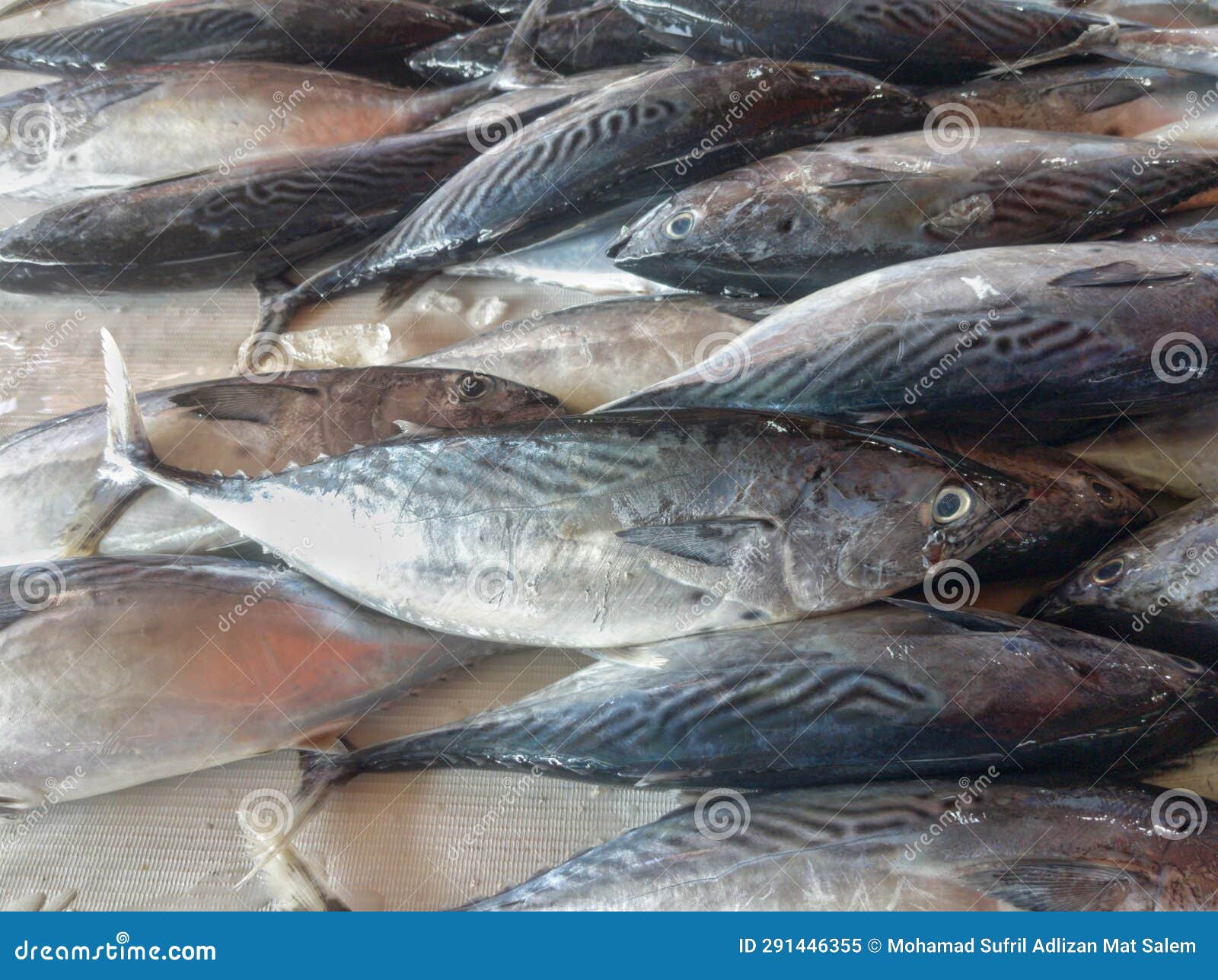 Some Black Cod Fish are Sold in the Market. Stock Image Image of bird