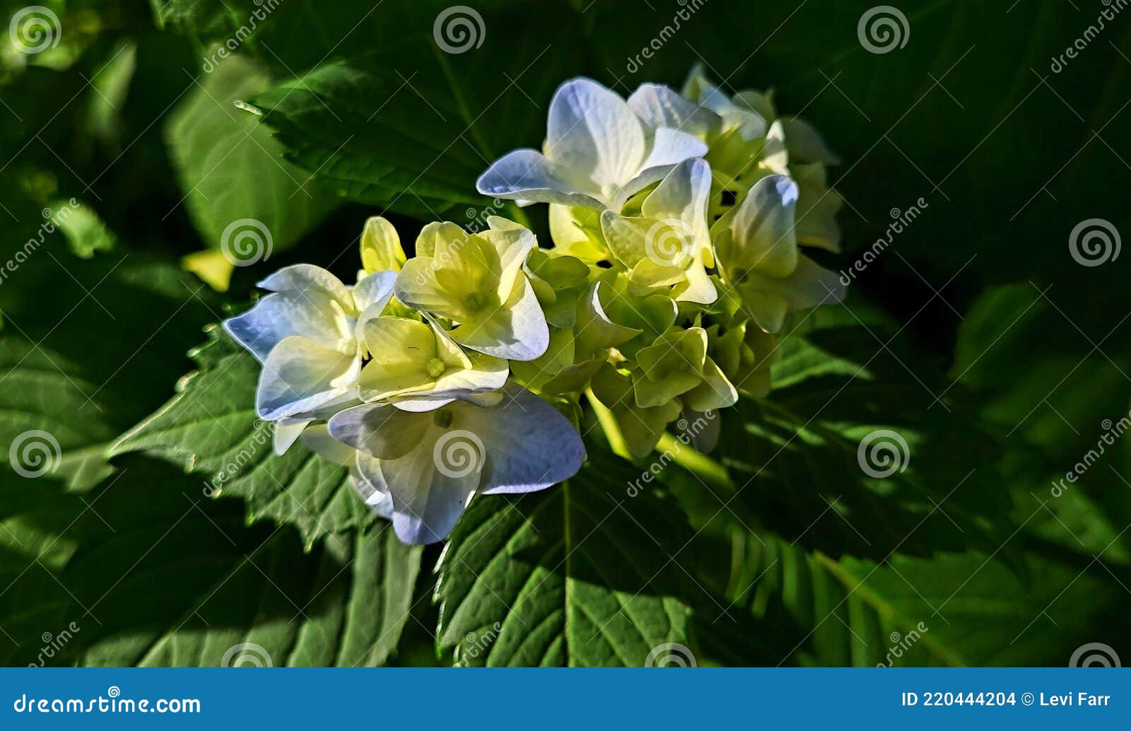 Some Blue and Yellow Flowers Stock Photo Image of shrub, blossom 220444204