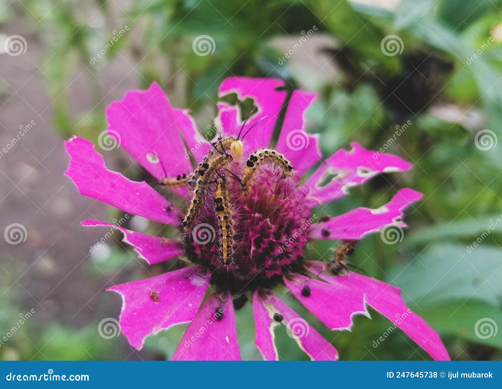 Some Caterpillars That Are Eating RoyaltyFree Stock Image