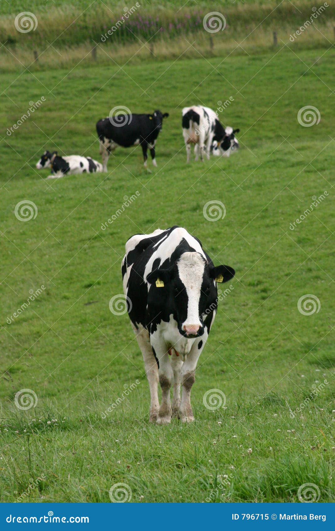 some cows