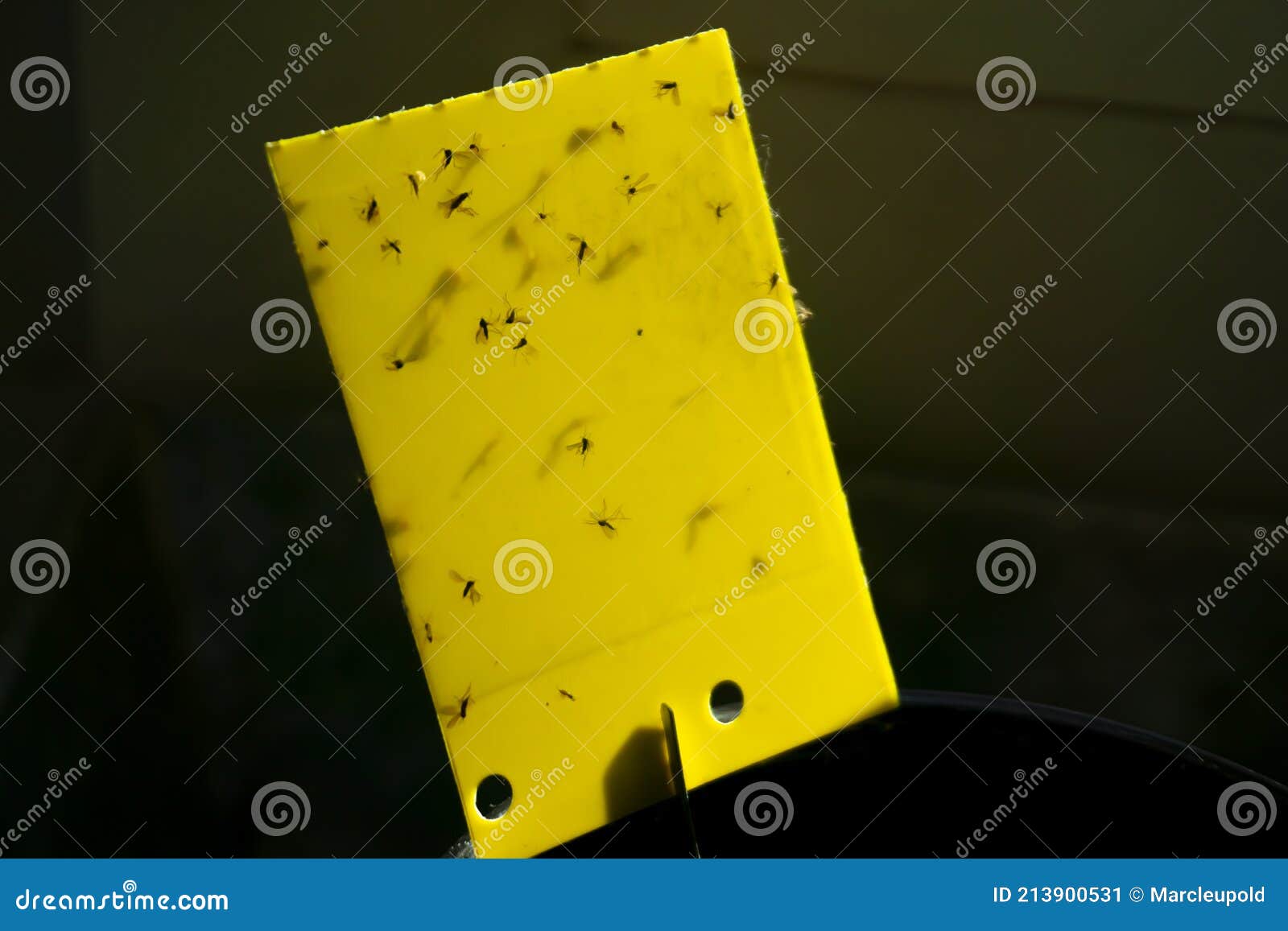 Dark-winged fungus gnats and white flies are stuck on a yellow