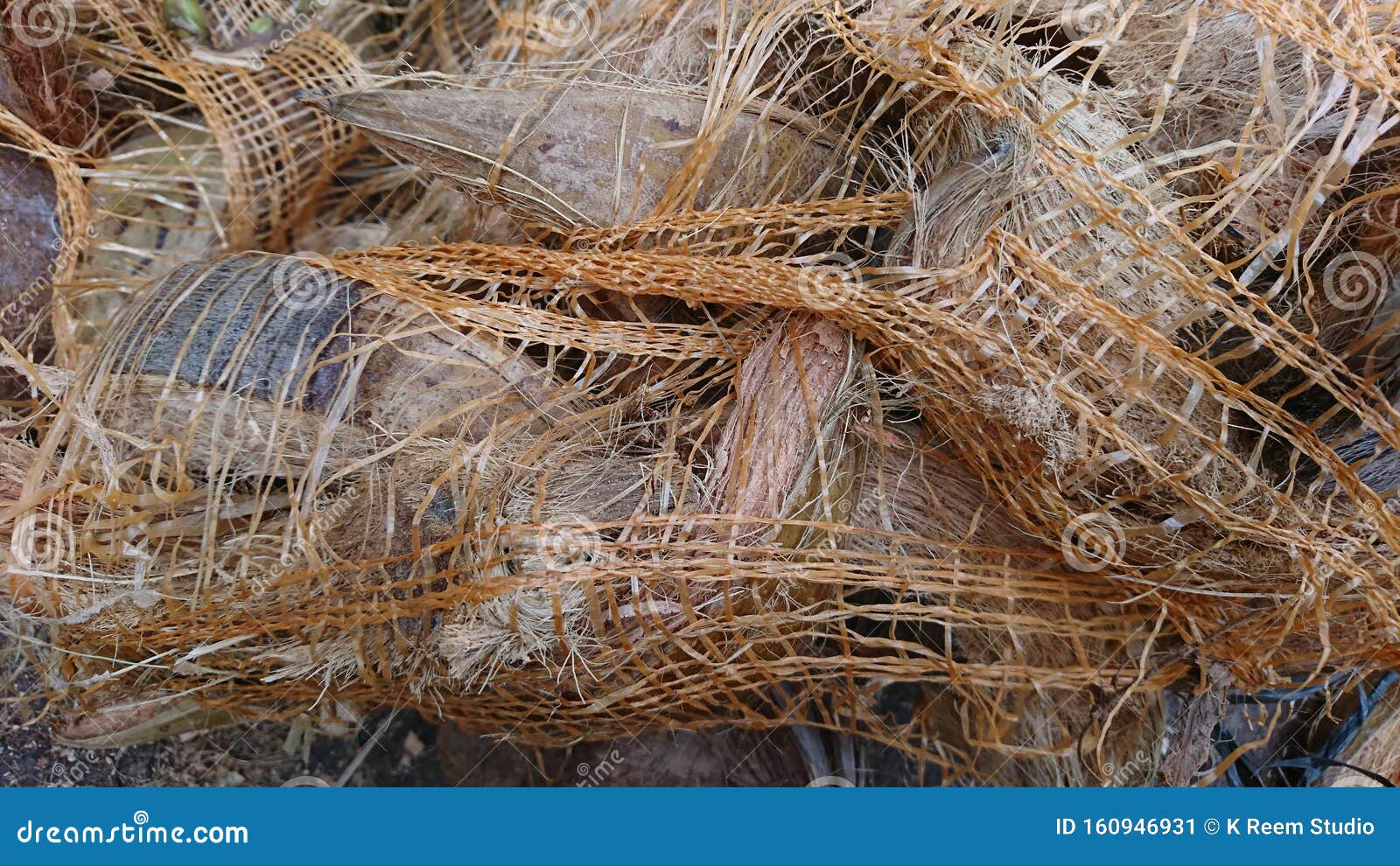 Some Dried Coconuts in a Plastic Net Stock Image Image of sold, palm