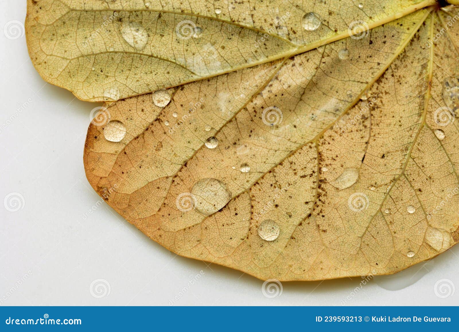 some drops of water on a leaf