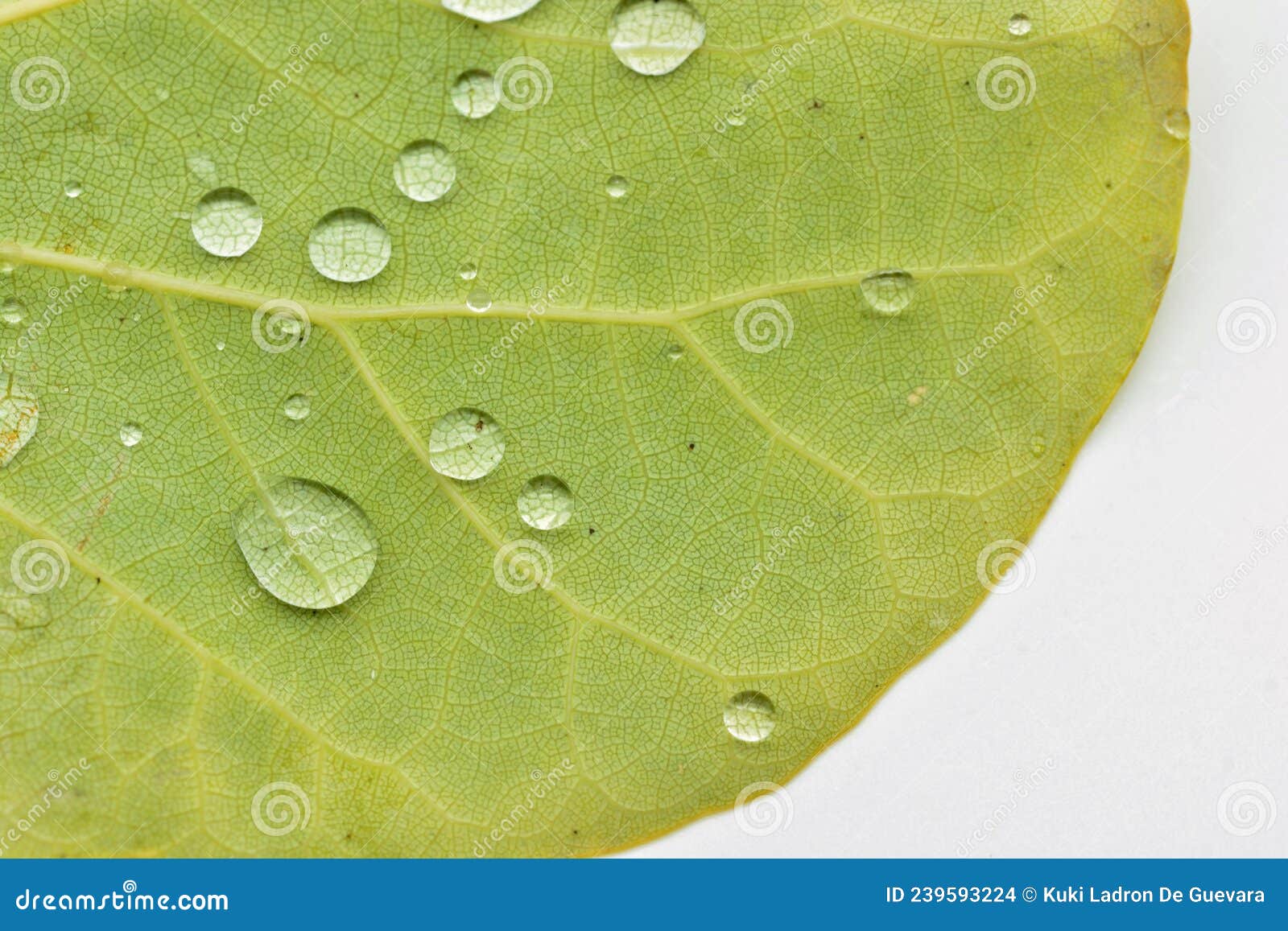 some drops of water on a leaf
