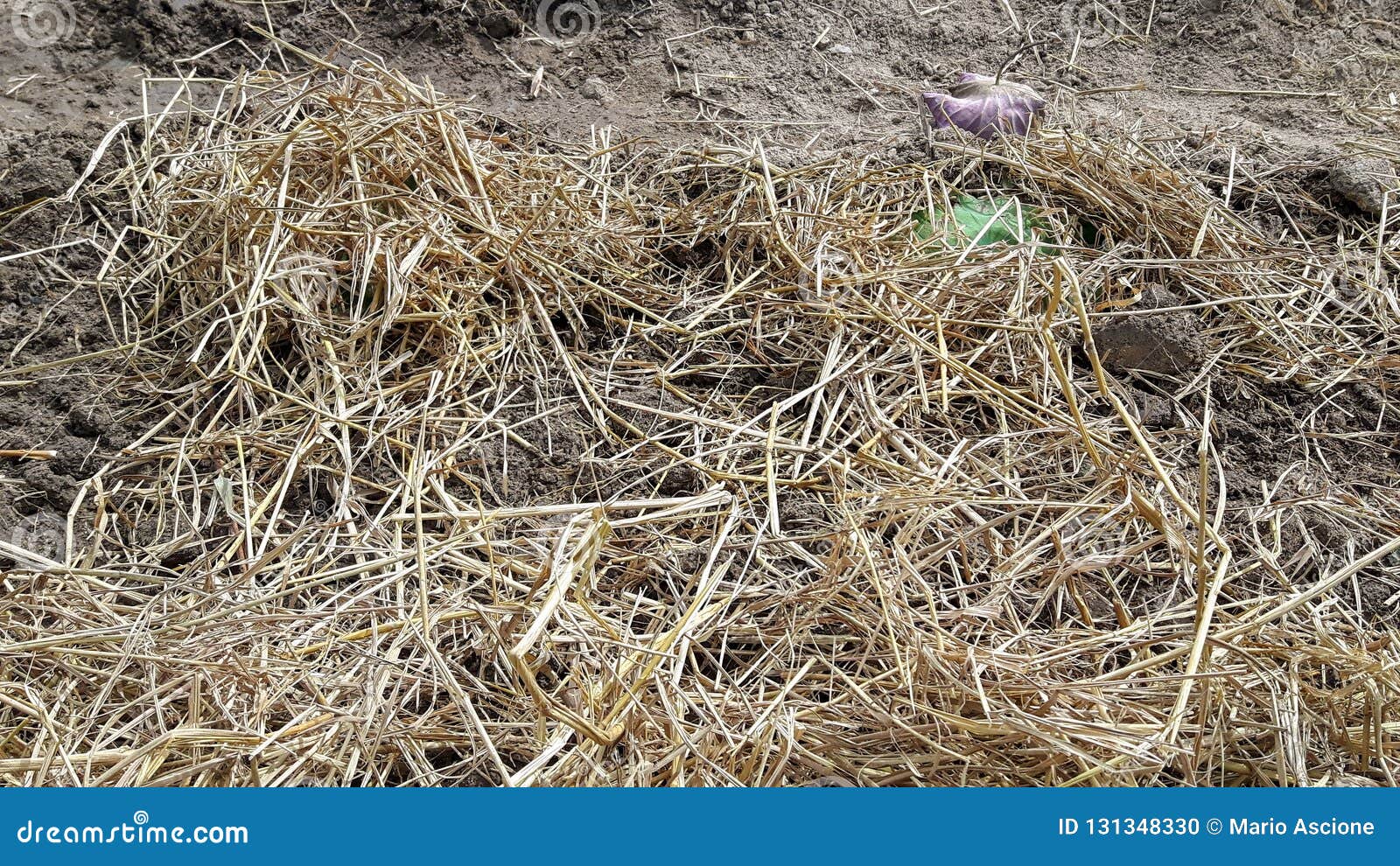 some dry straw.