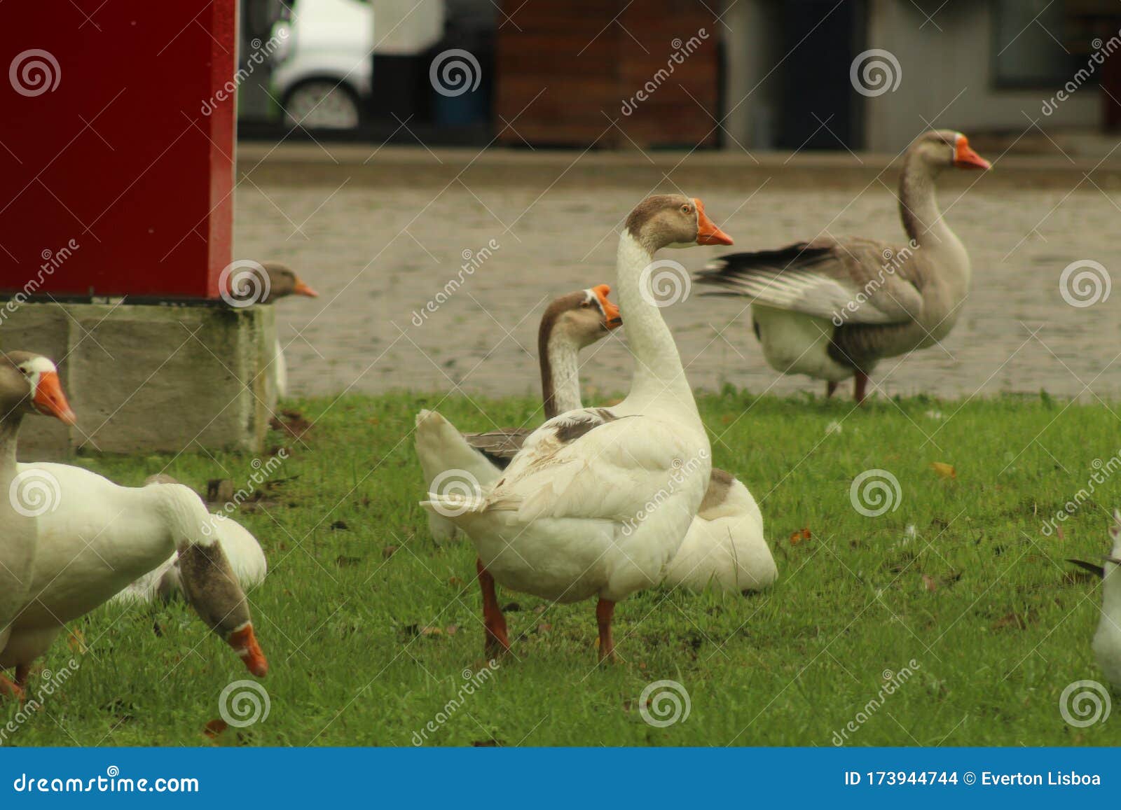 Some duck in the garden stock photo. Image of grass - 173944744