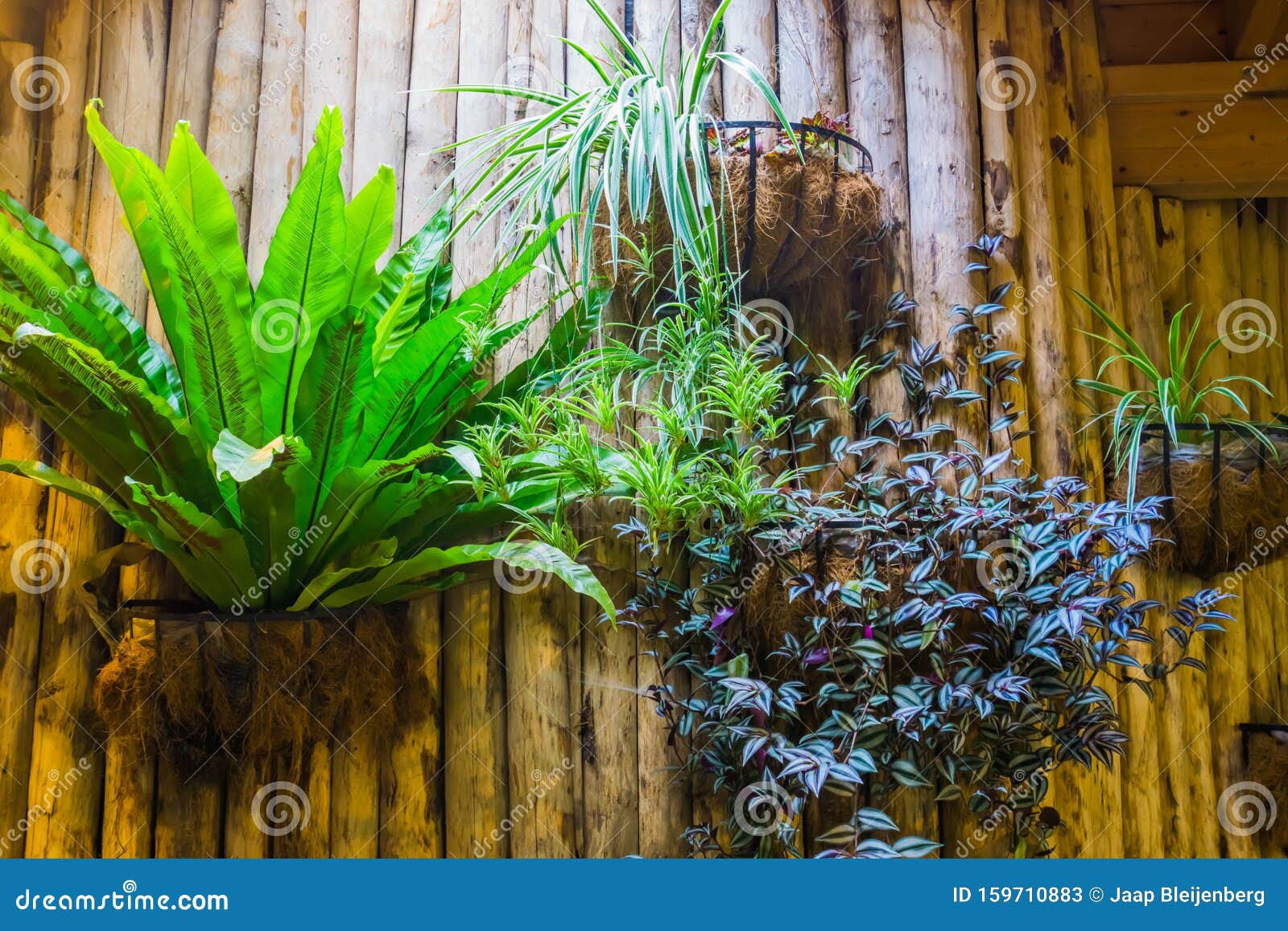 Home garden plant like wall