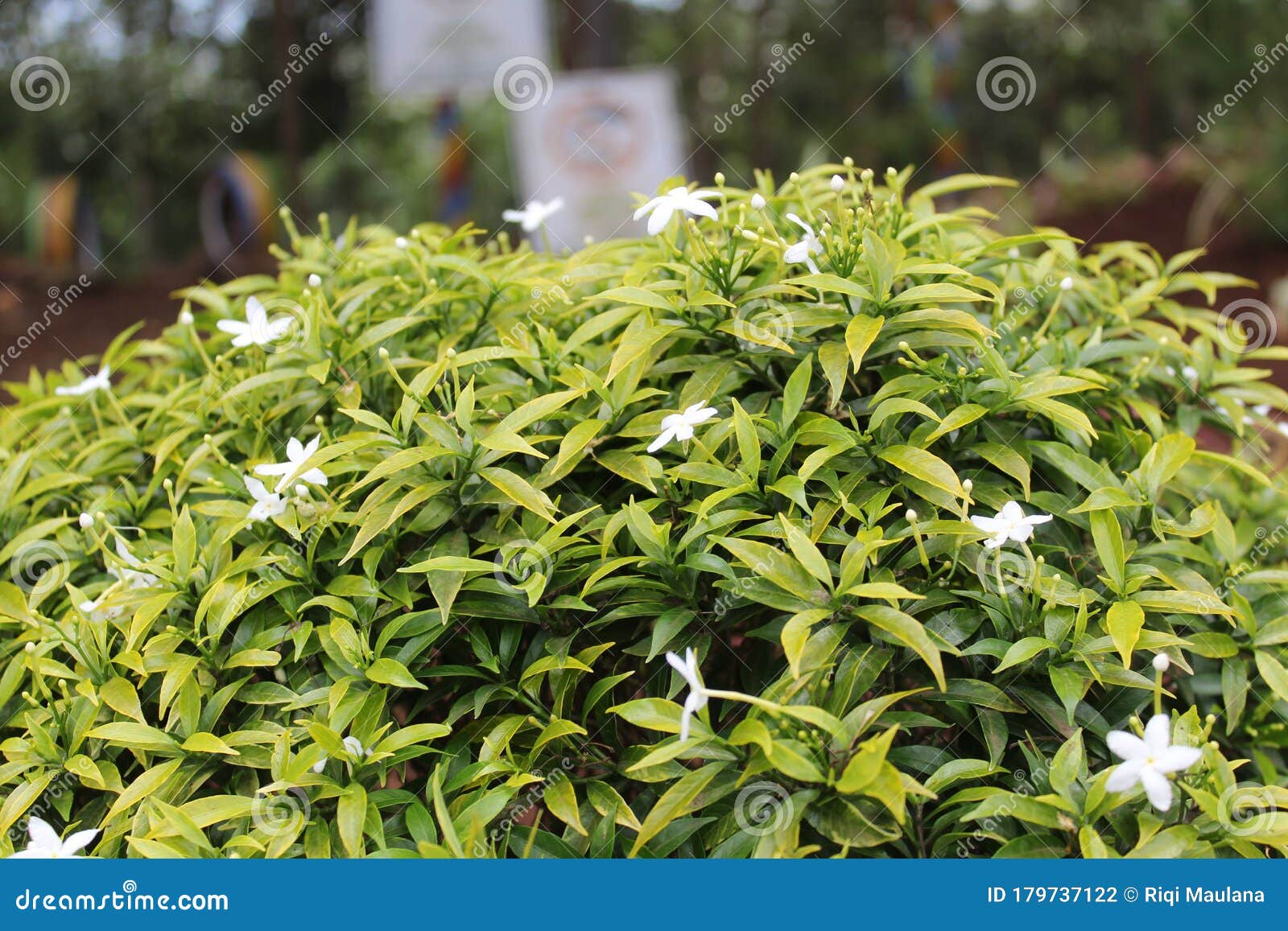 Some Flowers are Blooming Again Stock Photo Image of flowers