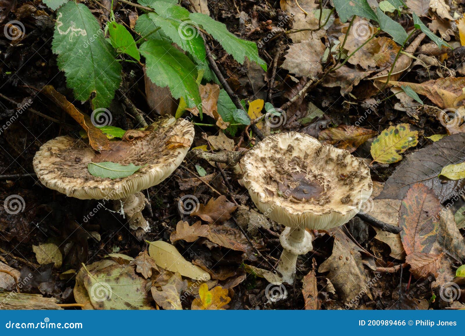 some freckled dapperling mushrooms or echinoderma asperum.