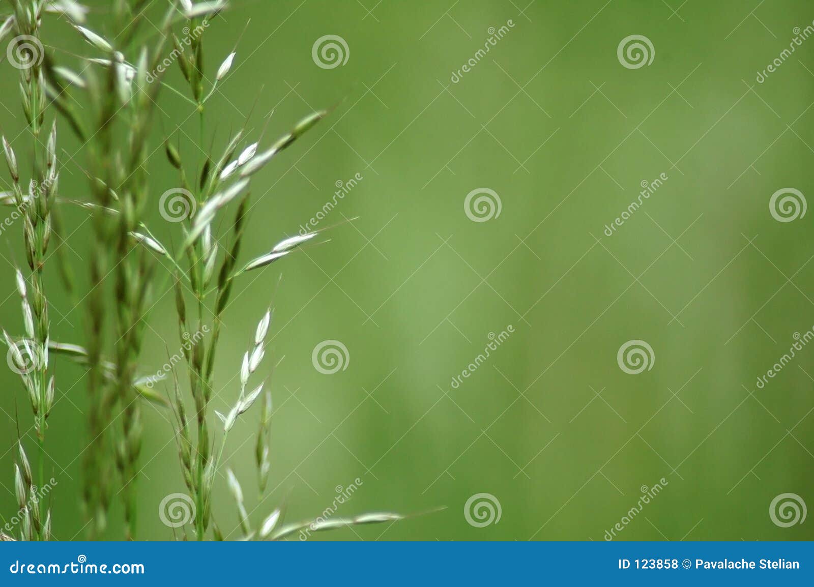 Some grass blades stock photo. Image of meadow, rural, background - 123858
