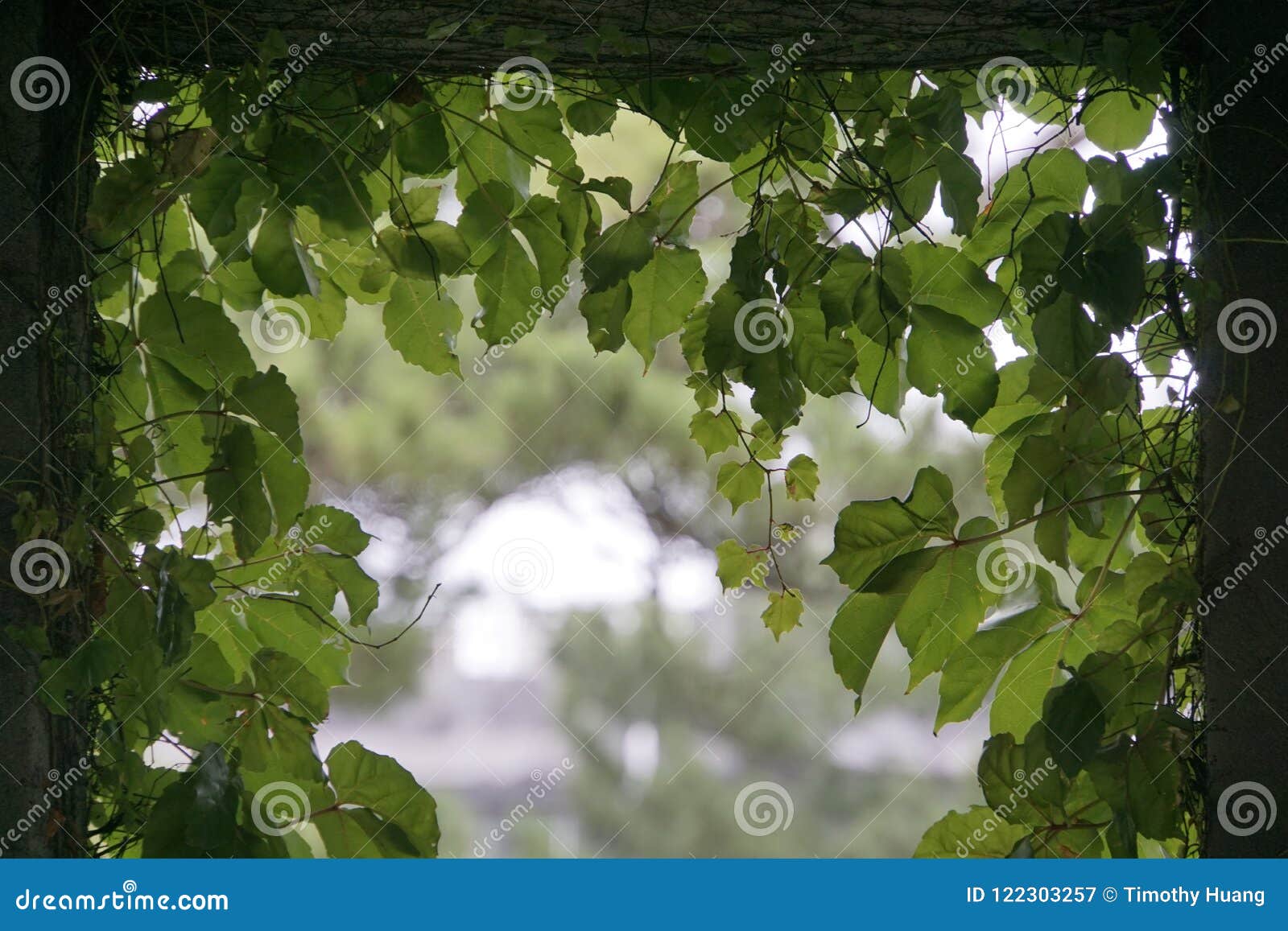 Leaves on wall stock image. Image of leaves, wall, style - 122303257