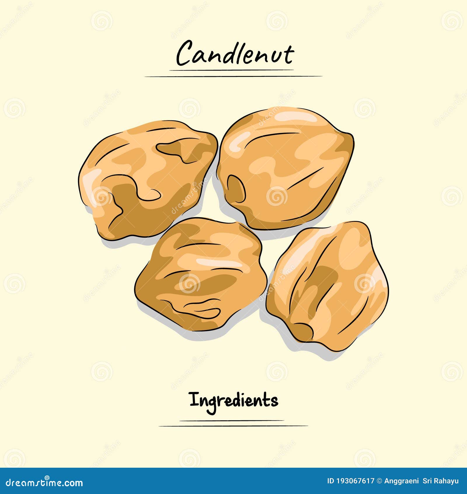 Candlenut Illustration Used for Ingredients Cooking, Sketch & Vector