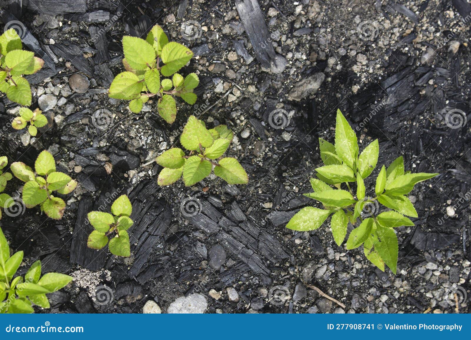 Some Plants Thrive in Burnt Soil Stock Image Image of healthy, nature