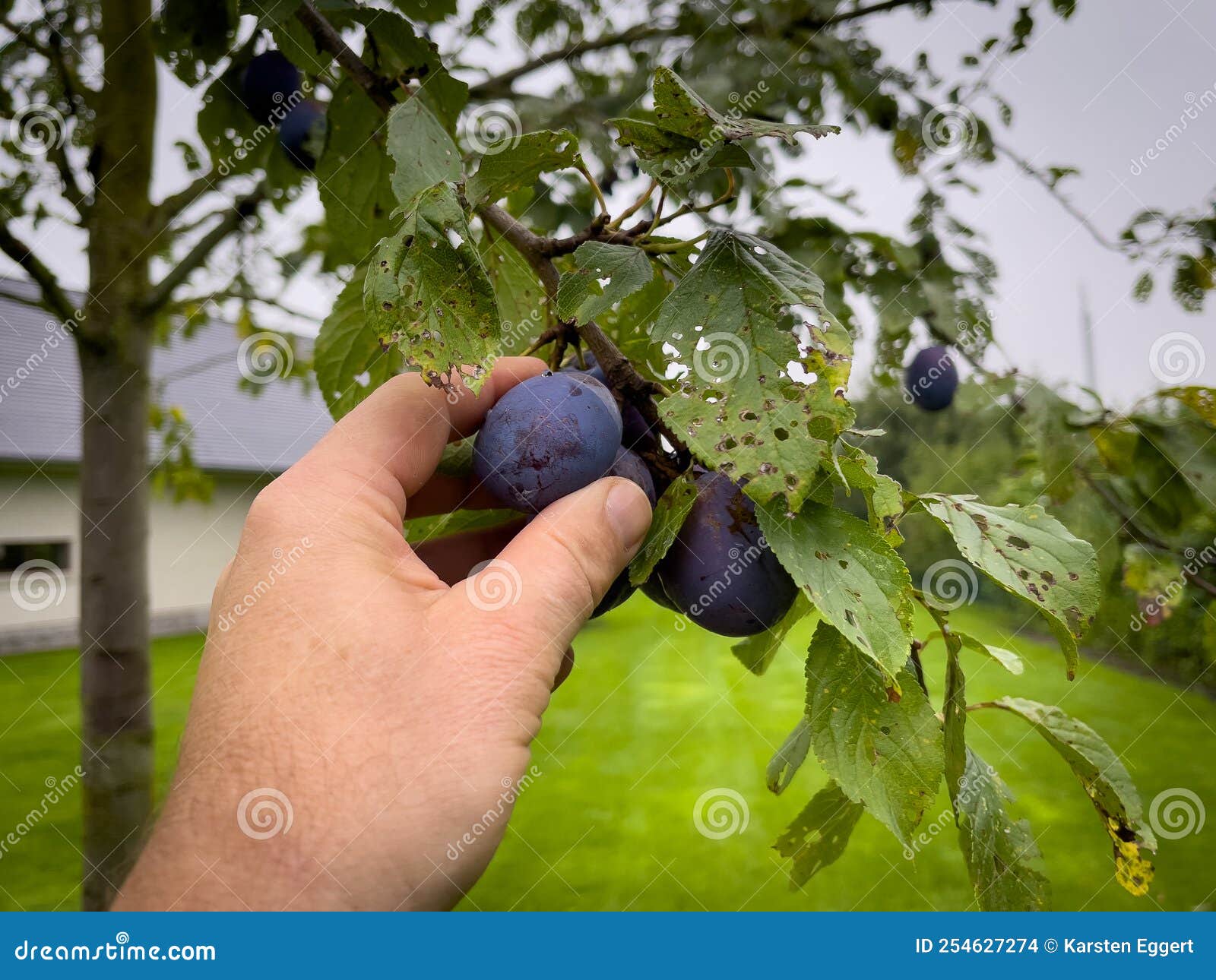 Some Ripe Blue Plums are Picked by Hand Stock Photo Image of autumn, organic 254627274