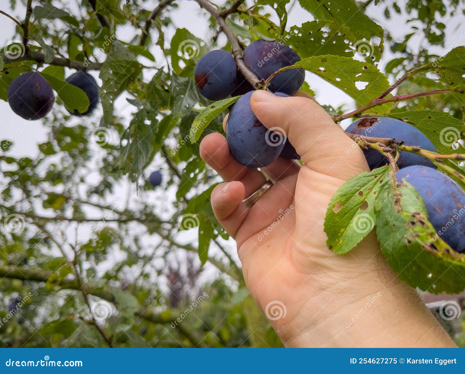 Some Ripe Blue Plums are Picked by Hand Stock Image Image of pick, nutrition 254627275