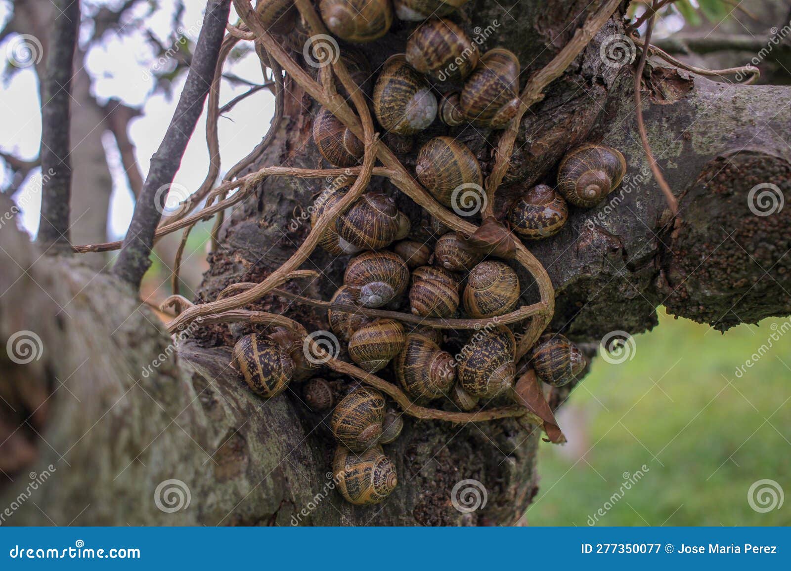 Some Snails Living Together in a Tree Stock Image Image of apple