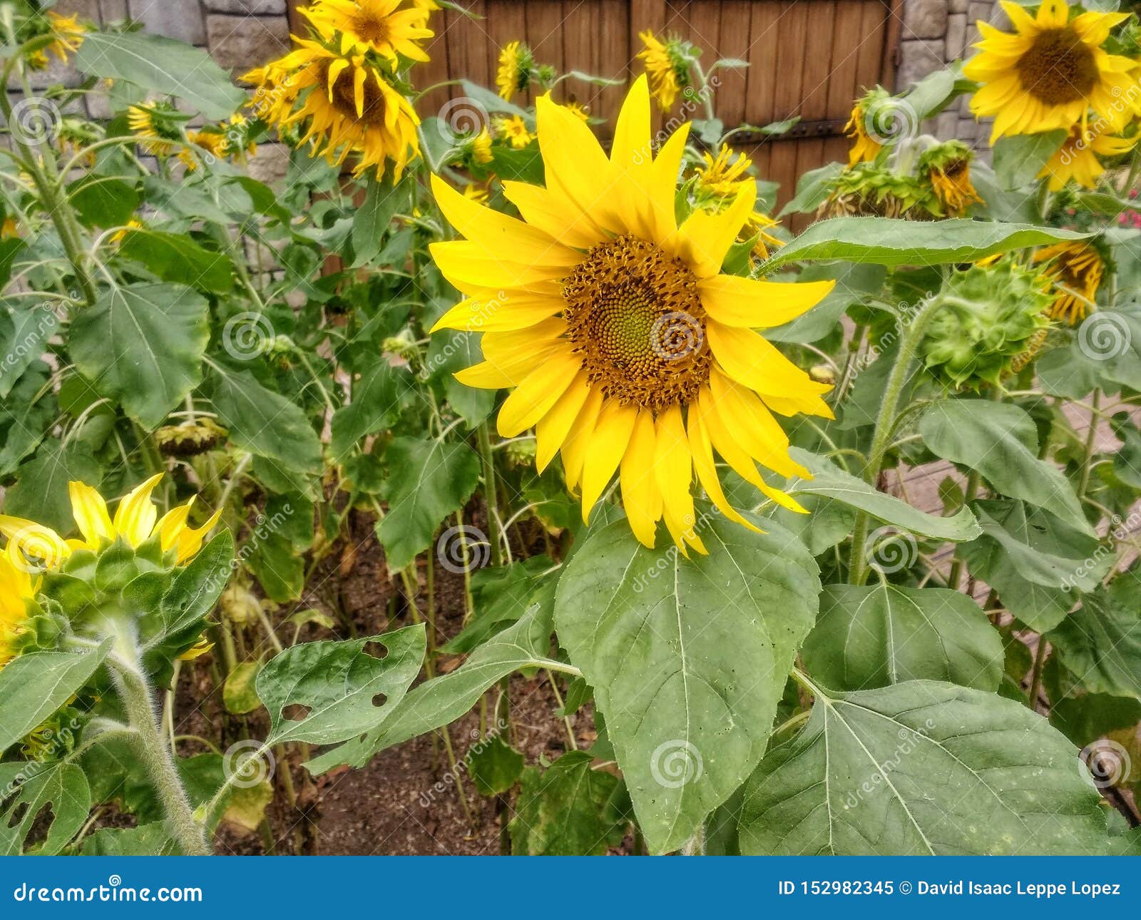 Beautiful Sunflower Surrounded by More Sunflowers Stock Image - Image ...