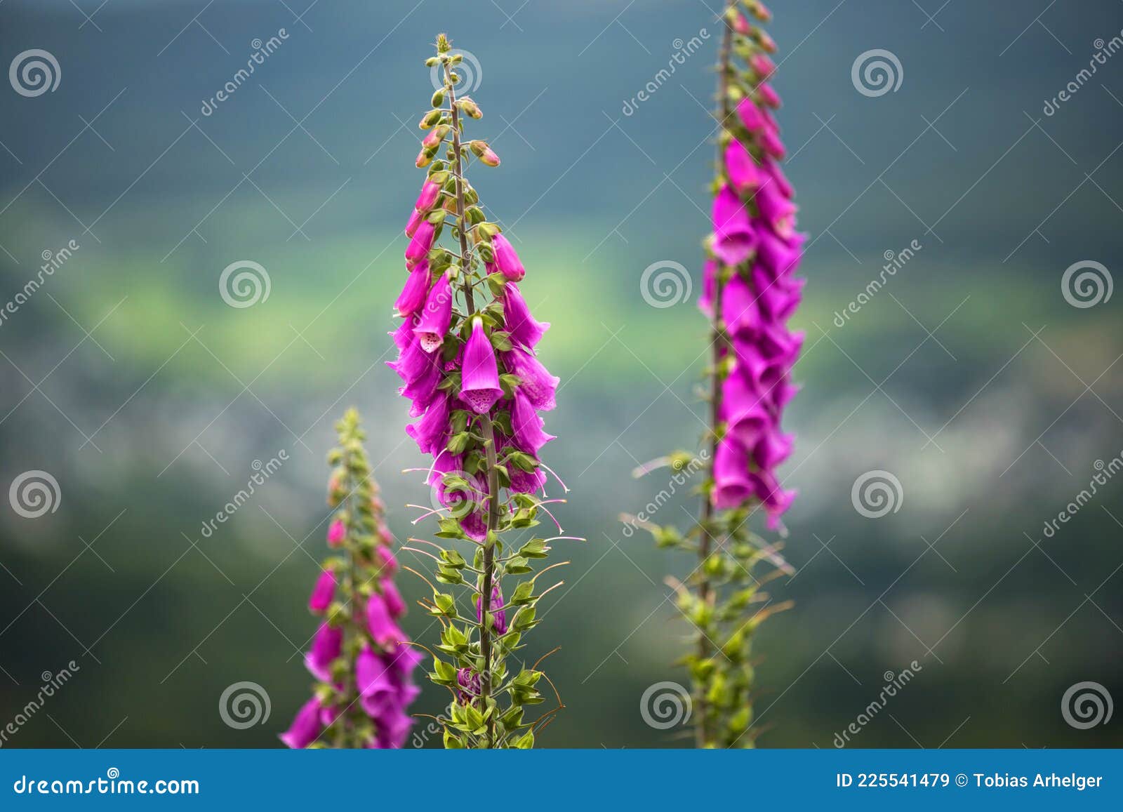 Thimble Plants in the Nature Stock Image Image of plant, plants