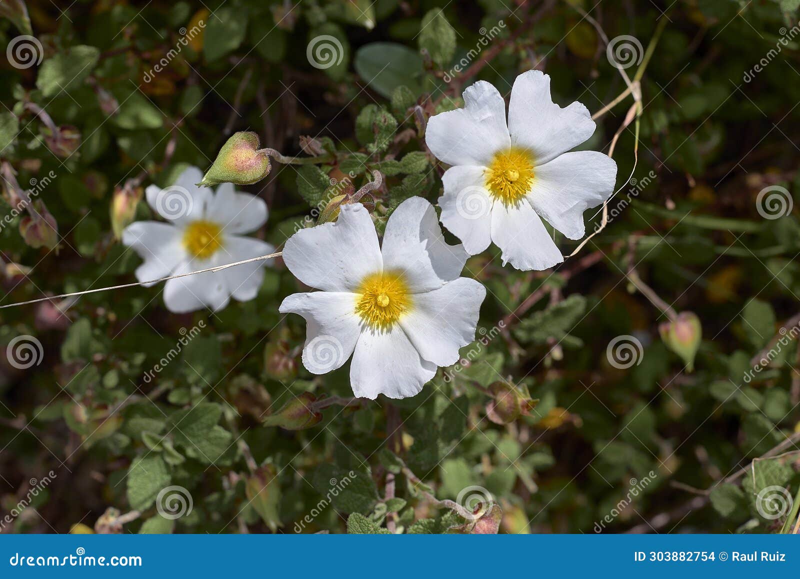 some white and yellow jaguarzo morisco flowers