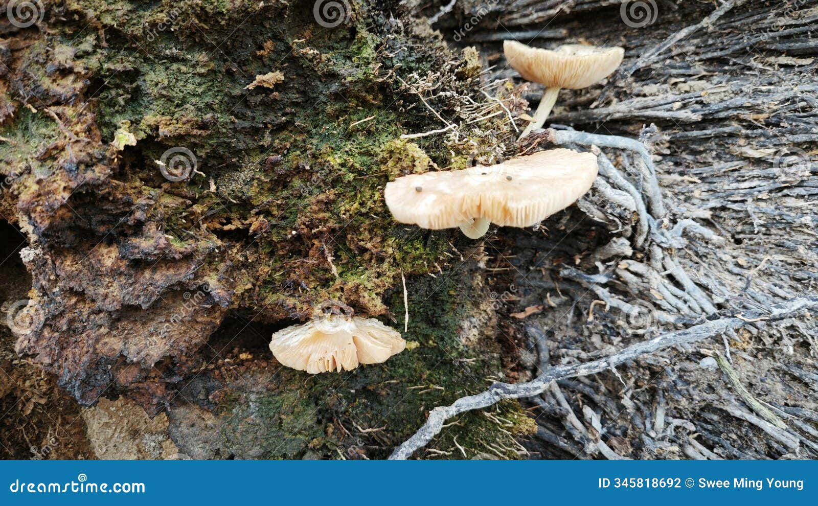 some of the wild parasite fungi on the decaying oil palm trunk.