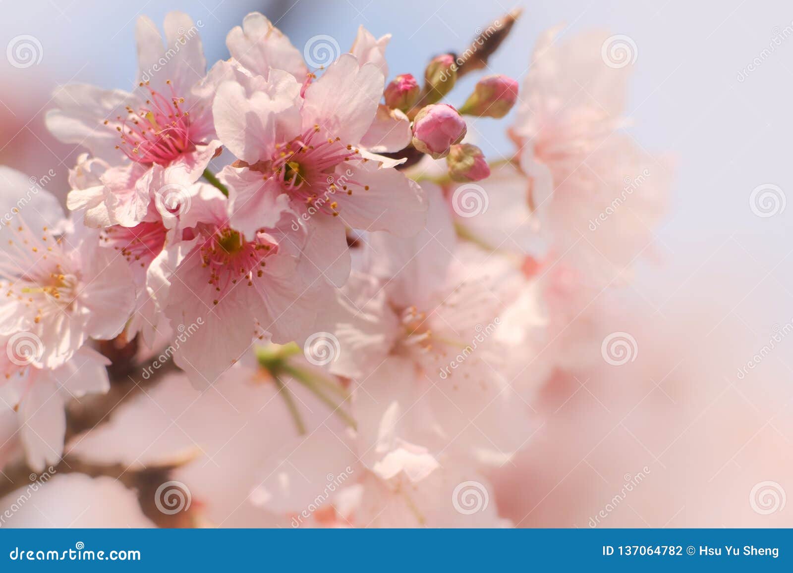 cherry blossom macro photography