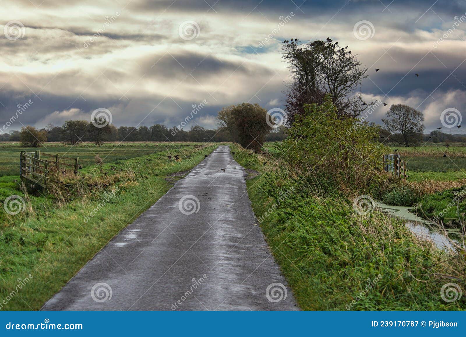 somerset levels