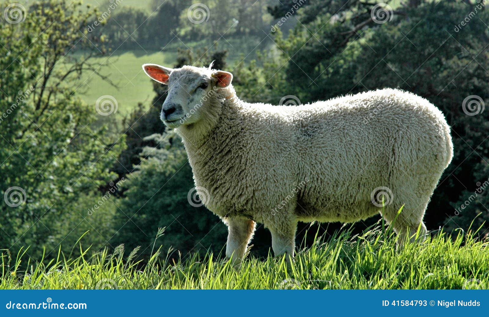 somerset sheep