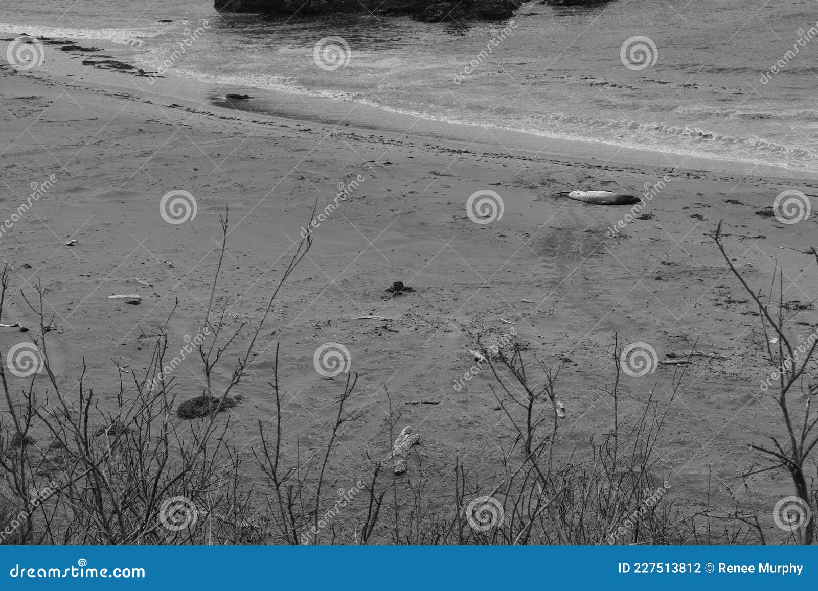 lone elephant seal beside the boucher trail