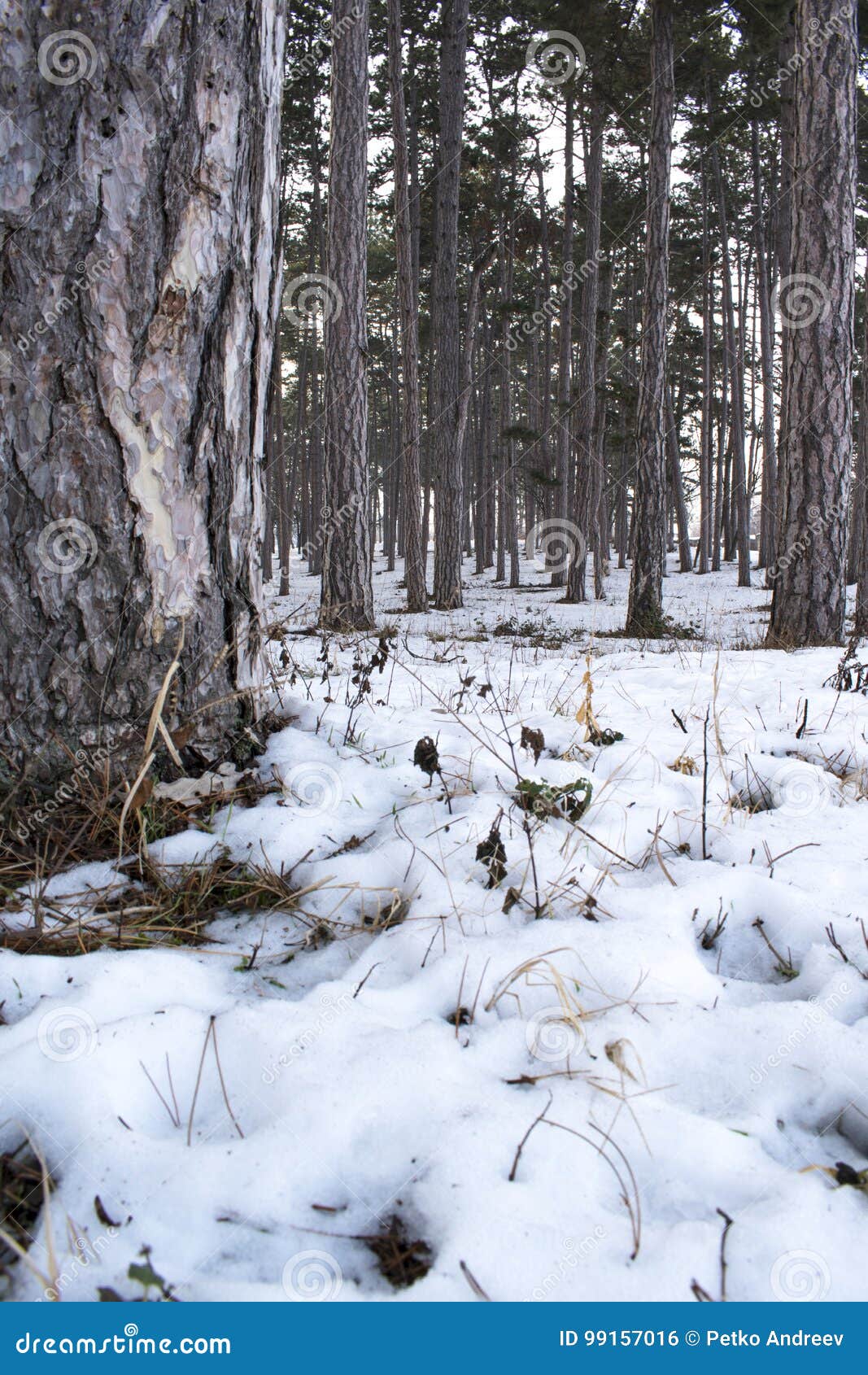 Somewhere In The Woods Stock Photo Image Of Landscape Somewhere In The Woods Stock Photo Image Of Landscape