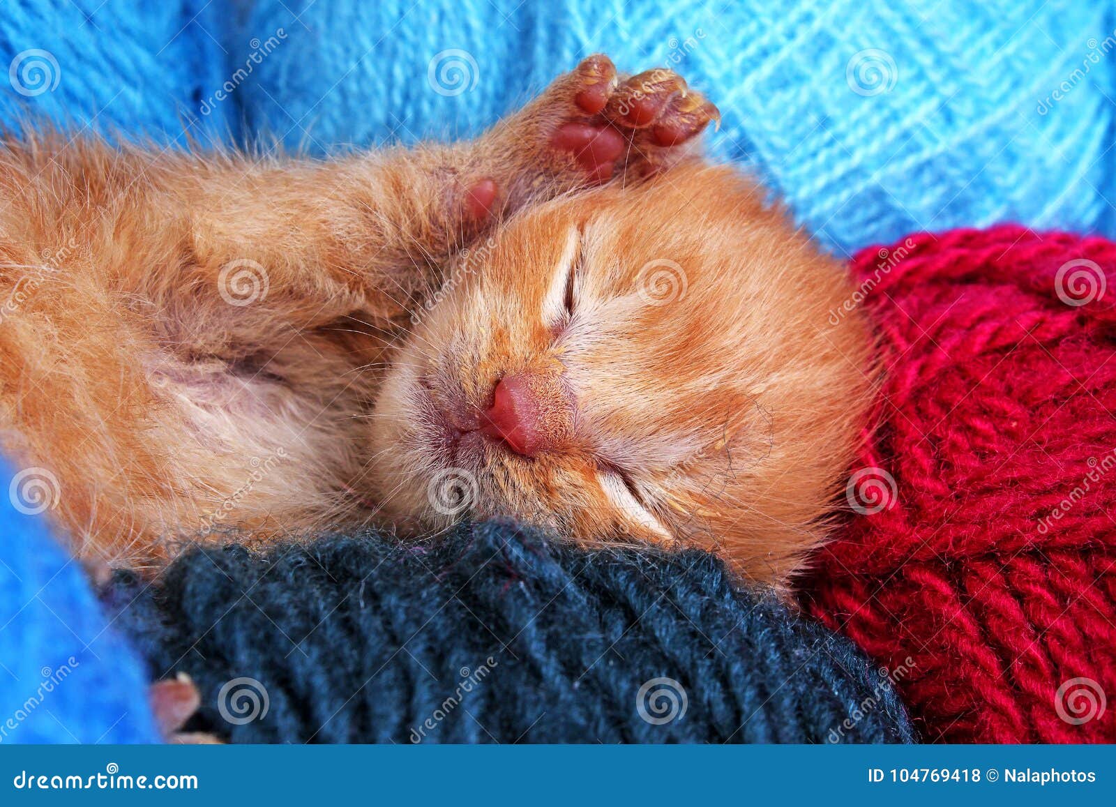 Sommeil Nouveau Ne De Chat De Bebe Chaton Creme Orange De Couleur De Beaux Petits Peu De Jours Mignons Nouveau Ne Abandonne Sauve Photo Stock Image Du Vieux Closeup Sommeil Nouveau Ne De Chat De Bebe Chaton Creme Orange De Couleur De Beaux Petits Peu De Jours Mignons Nouveau Ne Abandonne Sauve Photo Stock Image Du Vieux Closeup
