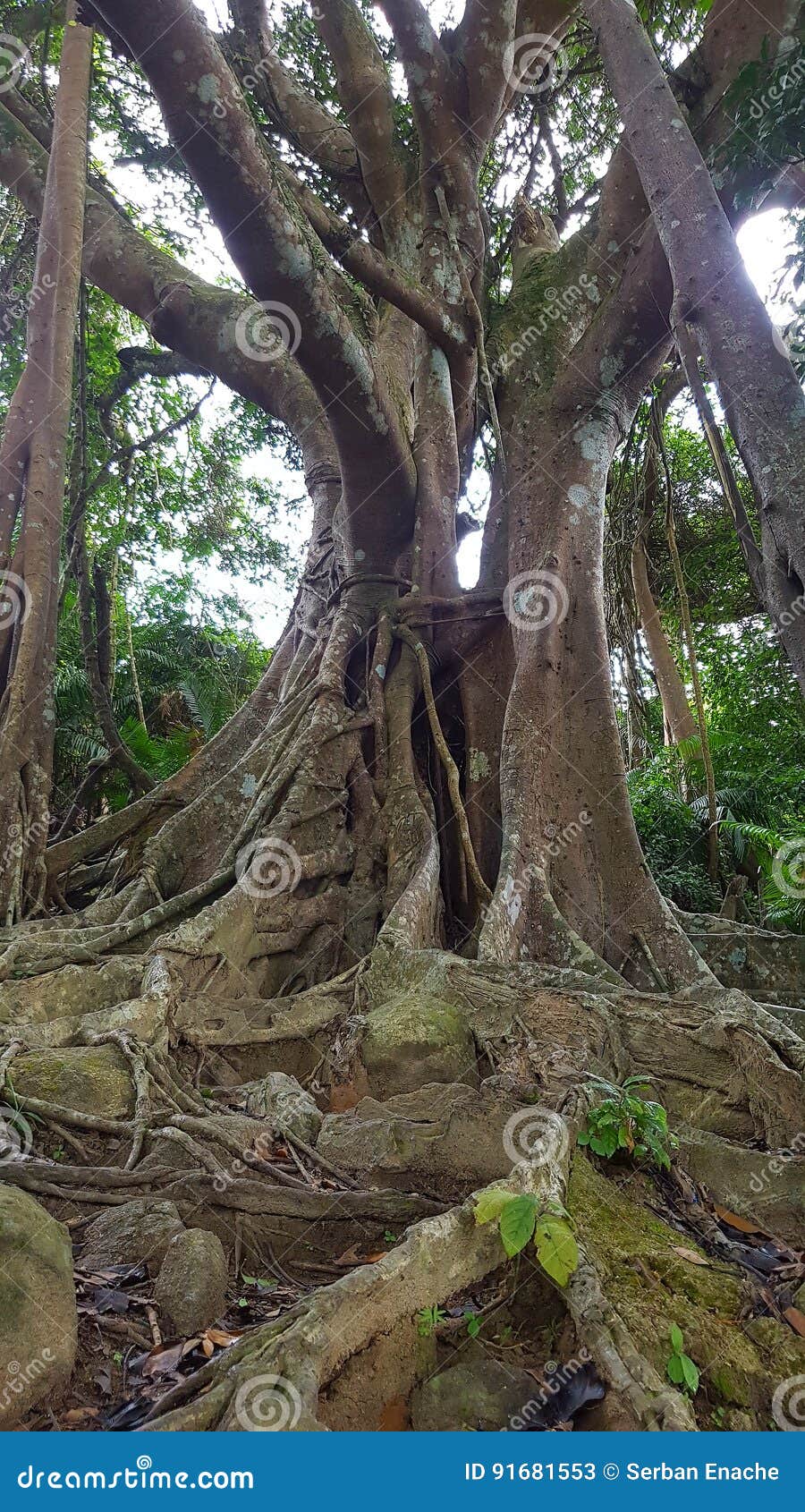 son tra peninsula's banyan tree