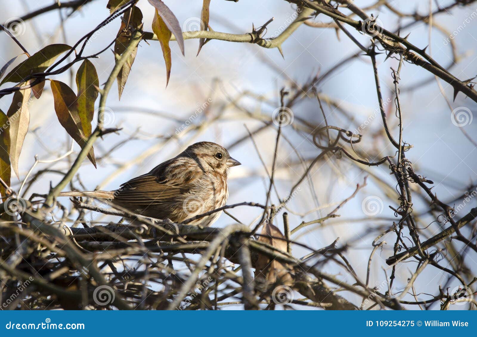 Song Sparrow Bird Perched Near Nest Georgia Usa Stock Image Image Of Melospiza Mallard
