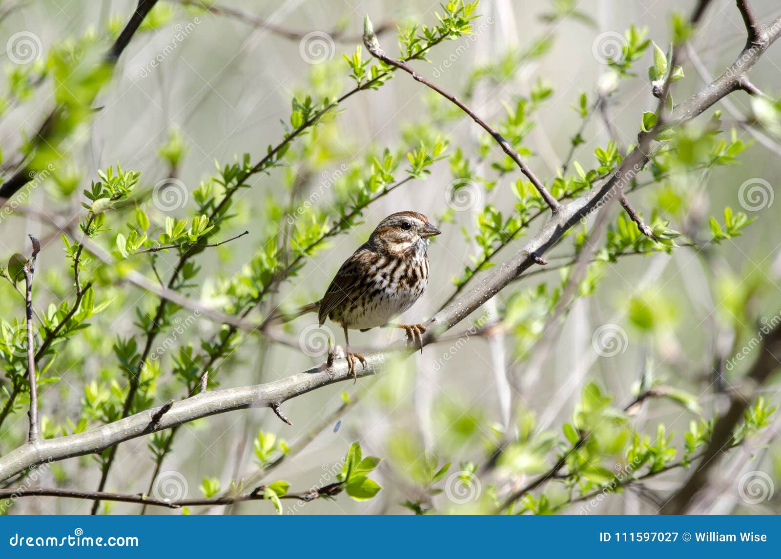 Song Sparrow Songbird In Budding Tree In Spring, Georgia USA Stock Image - Image of bird, county ...