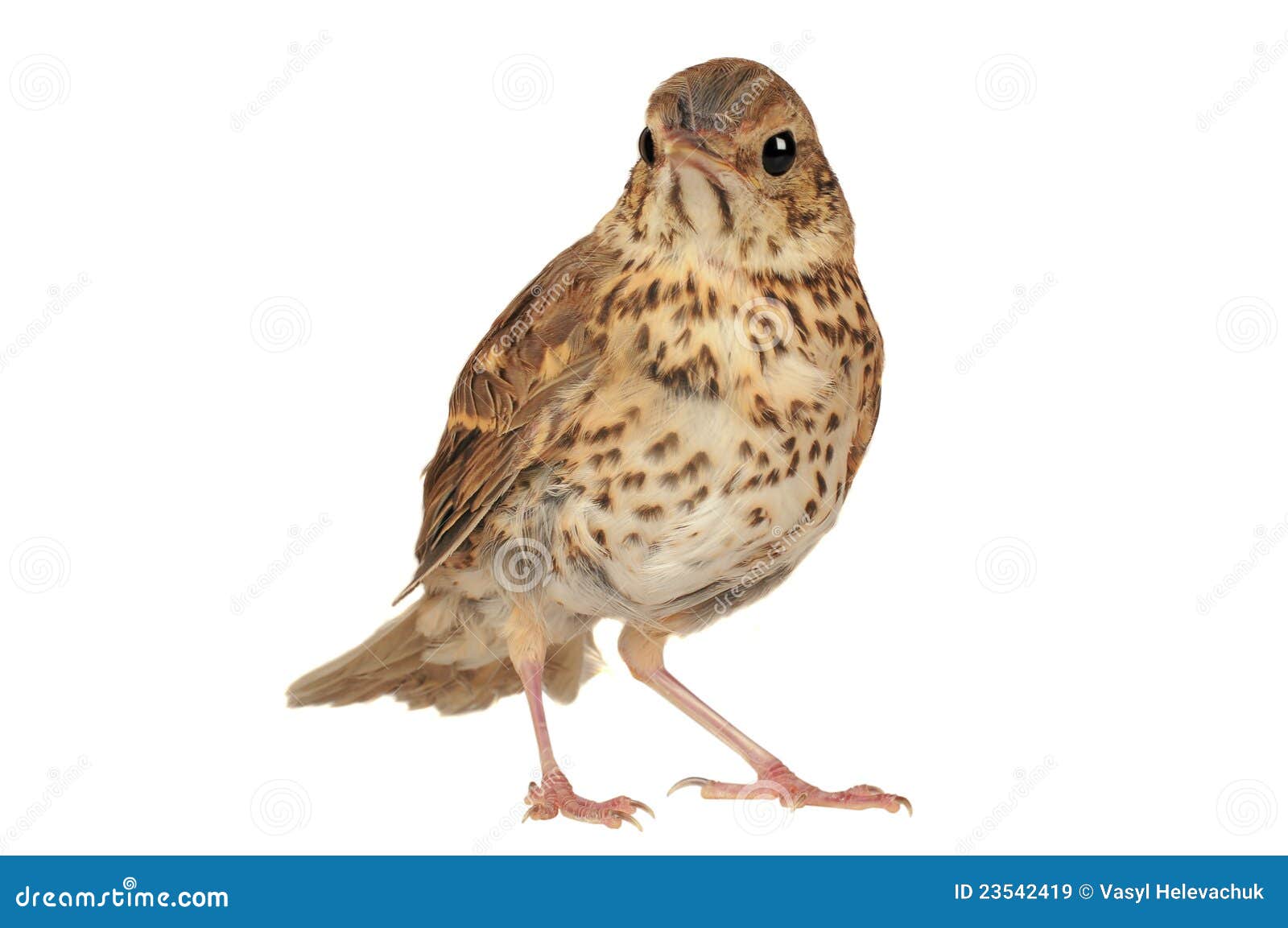 Song thrush stock image. Image of eyes, natural, small - 23542419