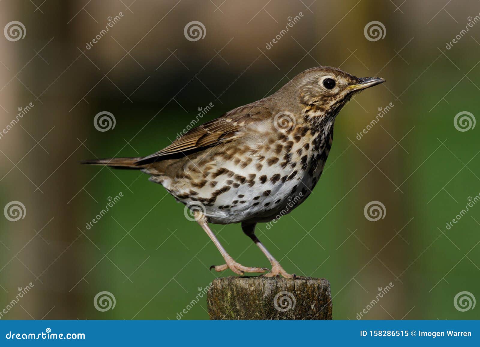 song thrush in australasia