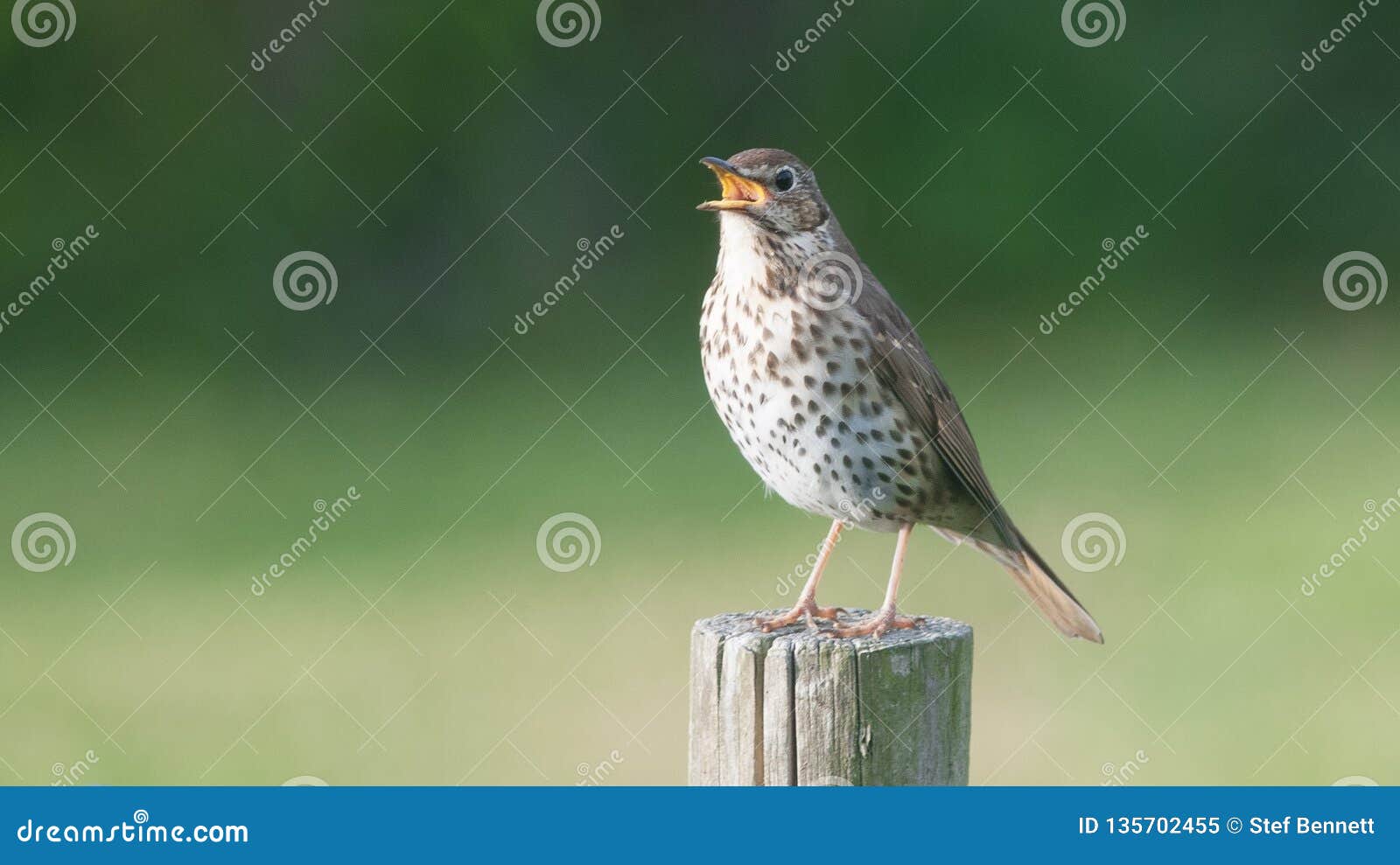 Song Thrush stock image. Image of post, tweet, thrush - 135702455