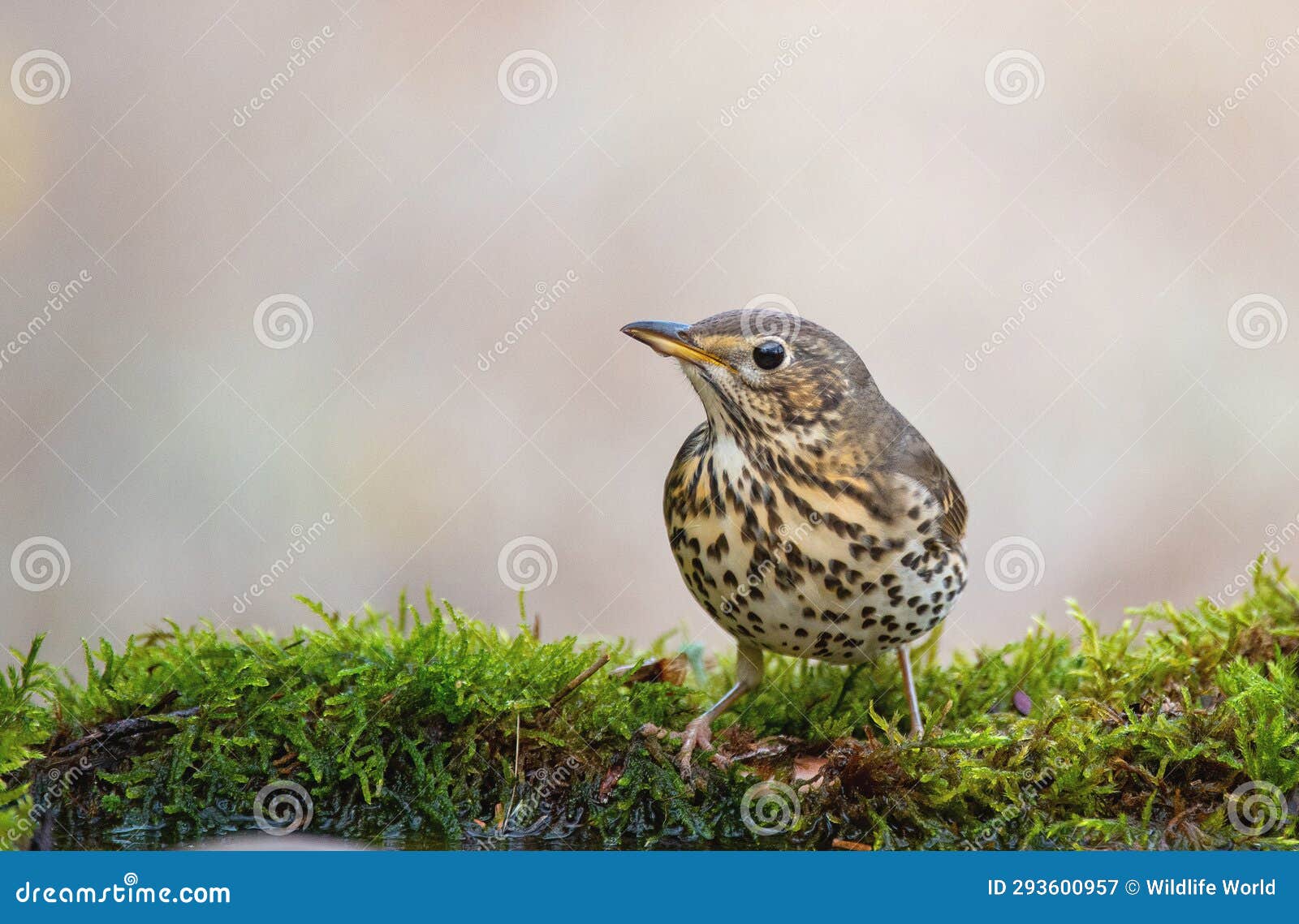 song trush turdus philomelos on the forest puddle