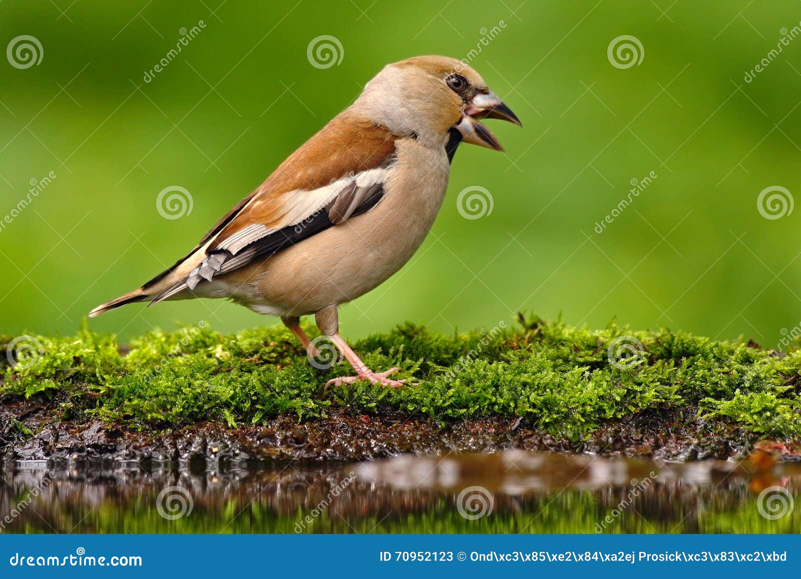 songbird, hawfinch, coccothraustes coccothraustes, brown songbird sitting in the water, nice lichen tree branch, bird in the