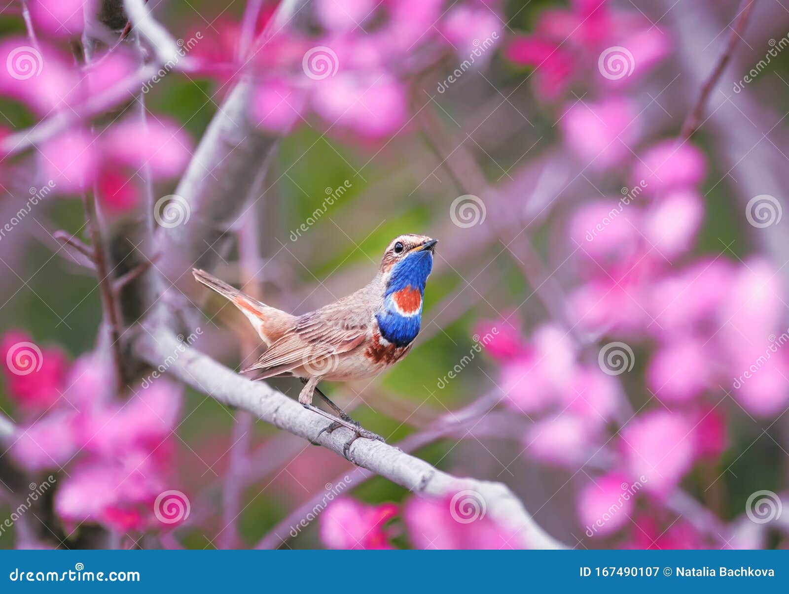 Songbird Male Warbler Sits on the Branches of a Shrub with Pink Flowers ...