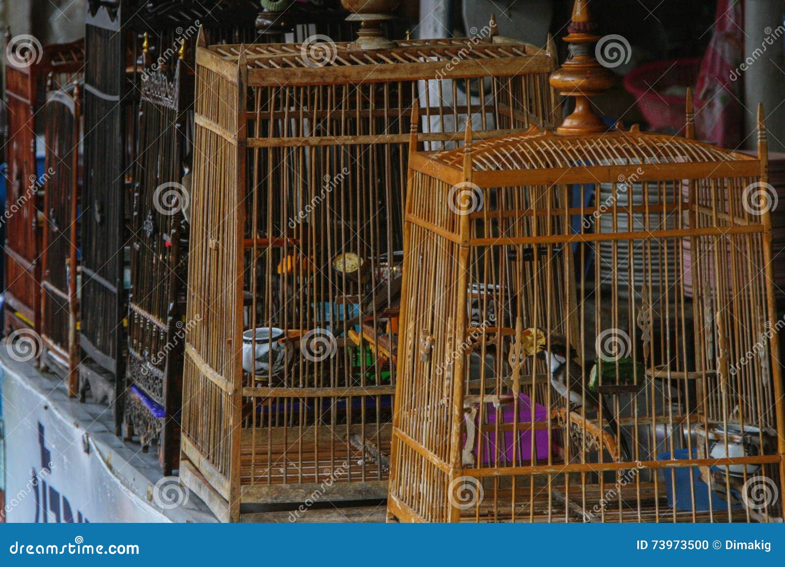 songbirds in cages, thailand