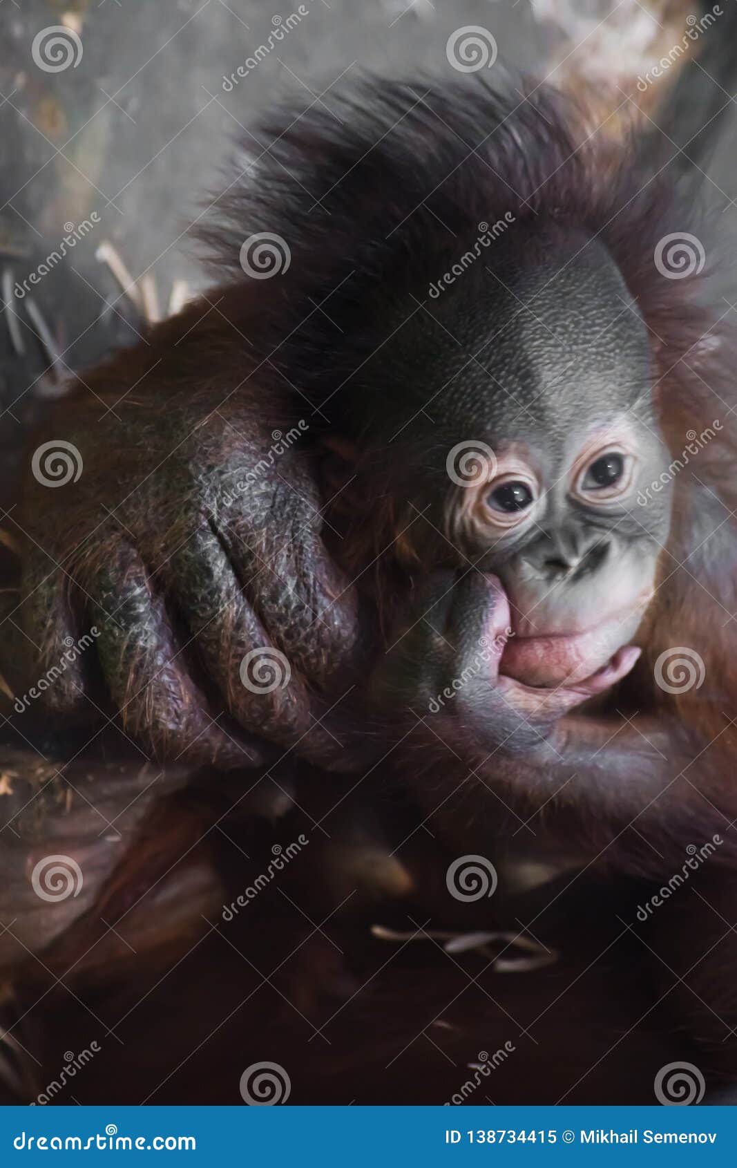 Songeur Et Un Petit Regard Triste De Bebe Un Petit Bebe Mignon D Orang Outan De Sein Et Une Grande Main Fiable De Sa Mere Image Stock Image Du Borneo Faune Songeur Et Un Petit Regard Triste De Bebe Un Petit Bebe Mignon D Orang Outan De Sein Et Une Grande Main Fiable De Sa Mere Image Stock Image Du Borneo Faune