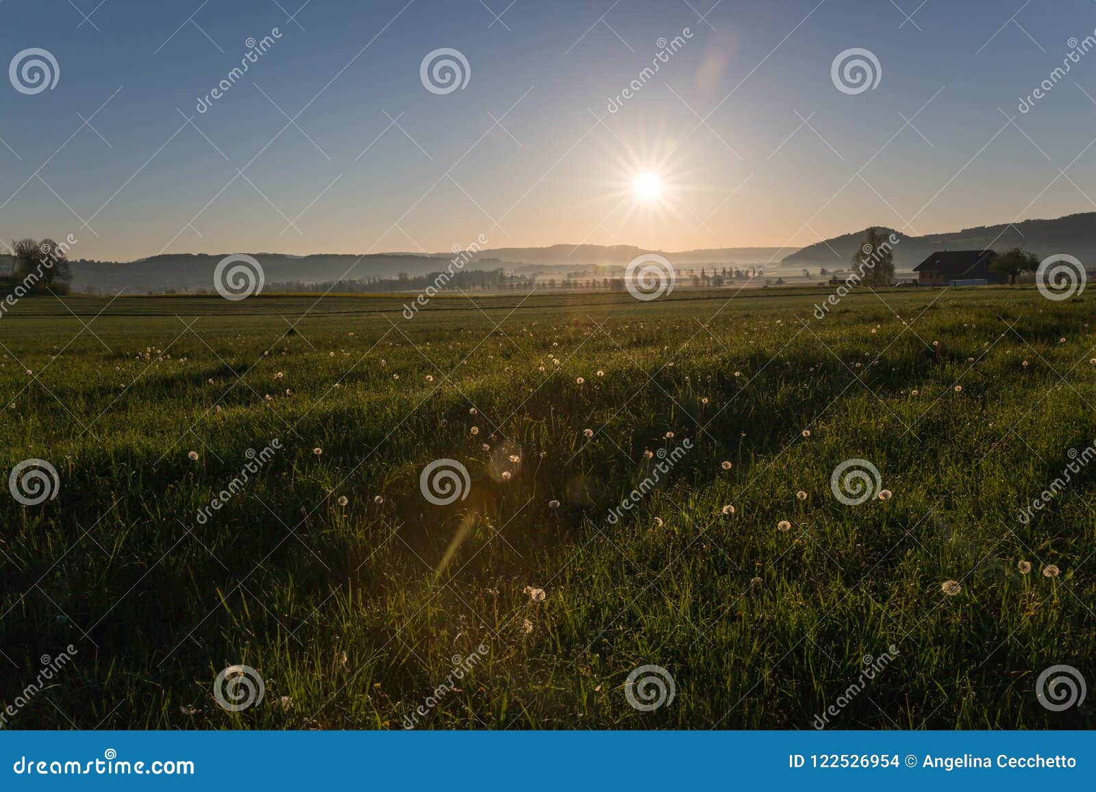 Sonnenaufgang über Löwenzahn und Landschafts-Feldern mit Tau-Tropfen herein. Sonnenaufgang über Löwenzahn und grünen Landschafts-Feldern mit Tau-Tropfen im Frühjahr