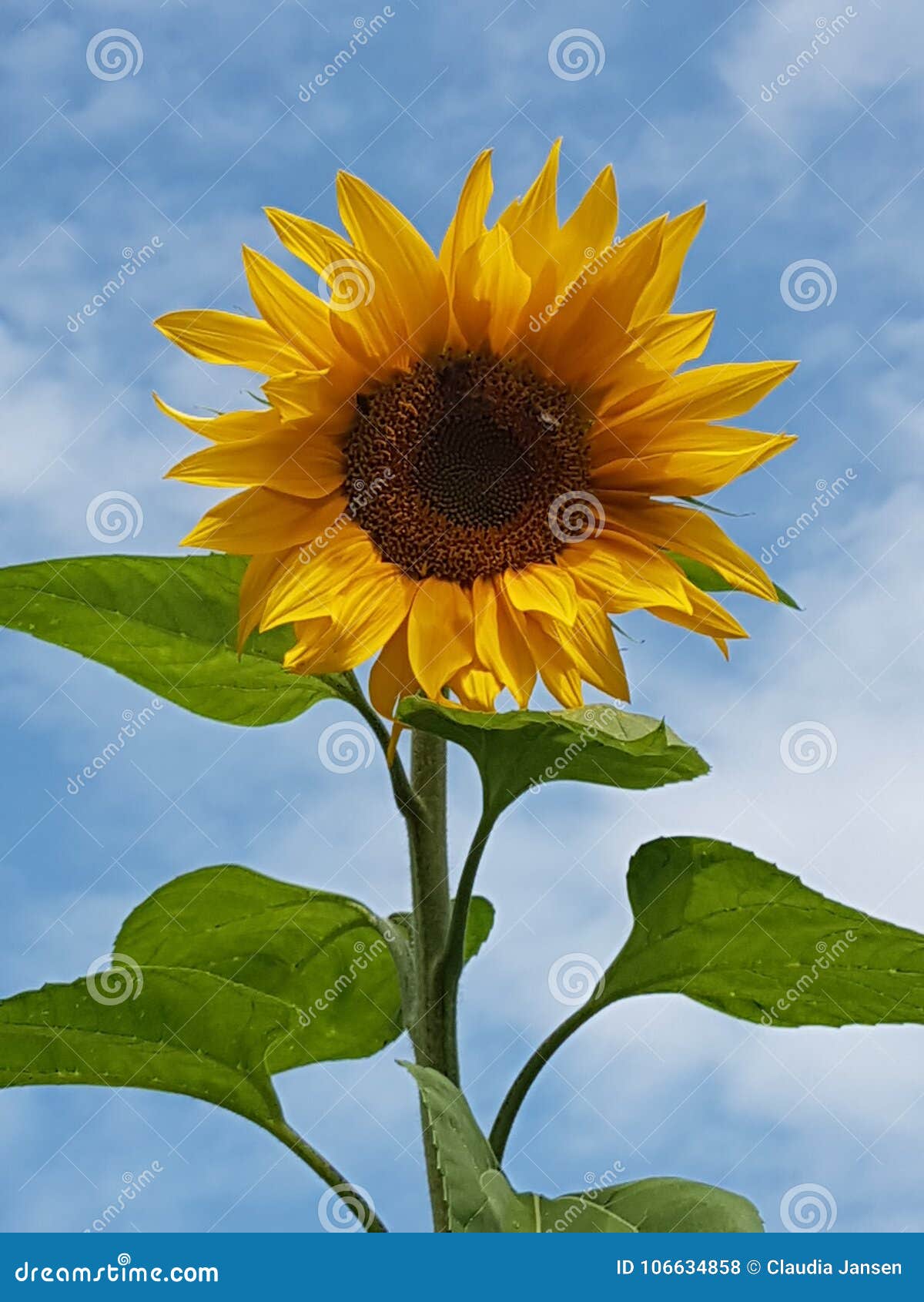 Sonnenblume. Giardino di Garten del fiore di Blume
