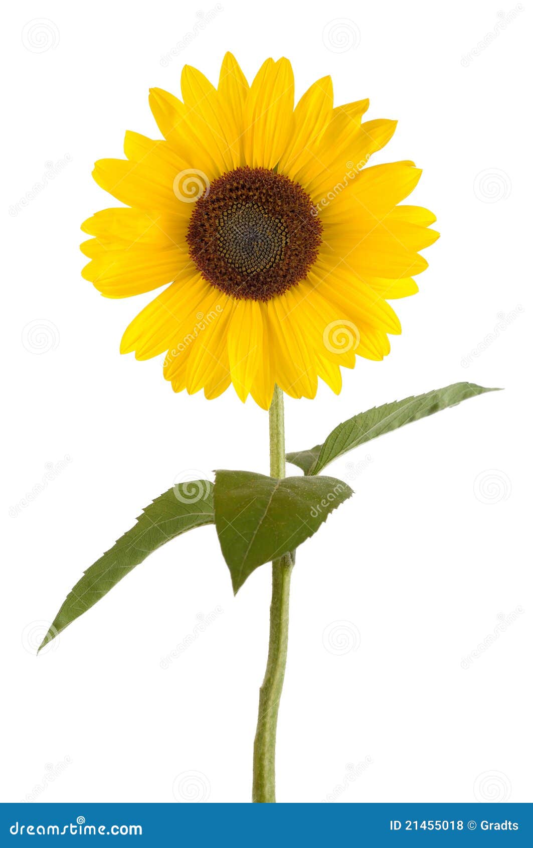 clipart kostenlos sonnenblume - photo #28