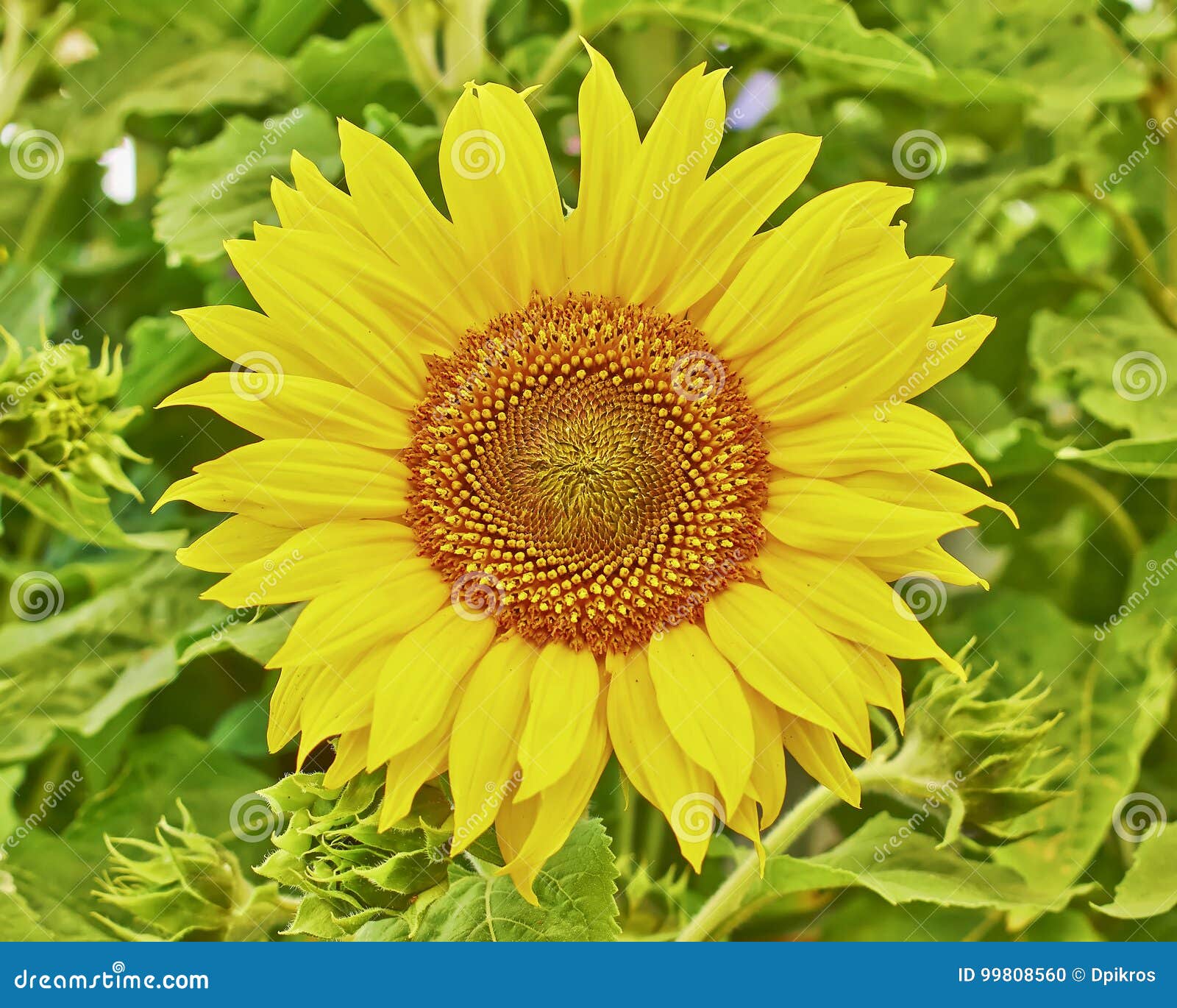 Sonnenblume Nahaufnahme Im Garten Stockfoto Bild von hintergrund