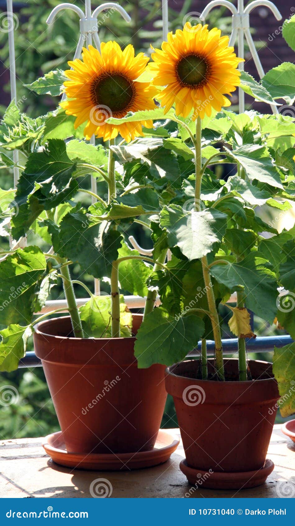 Sonnenblumen Auf Dem Balkon Stockfoto Bild von nachmittag