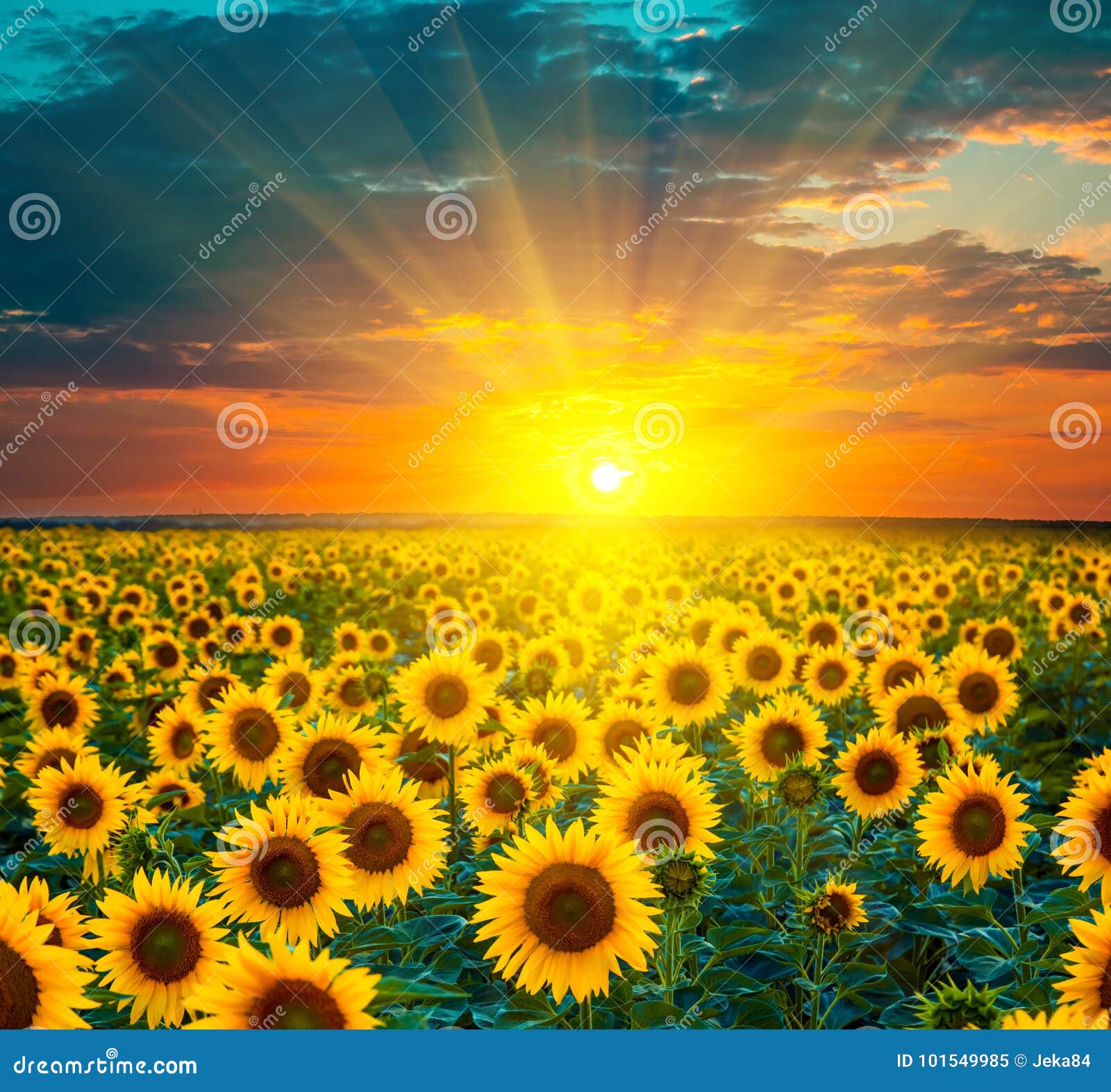 Blechschild XXL Blumenladen Sonnenblumenfeld Sonnenuntergang 