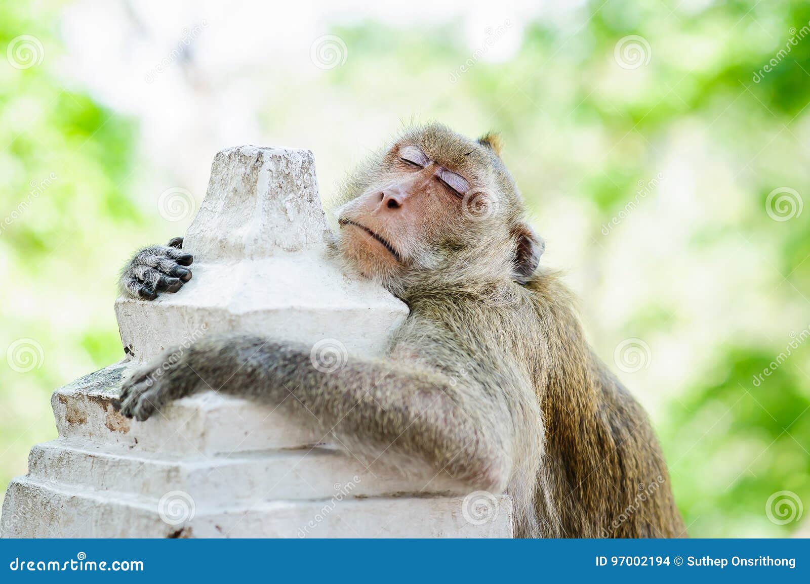 Macacos engraçados foto de stock. Imagem de quente, real - 69068284