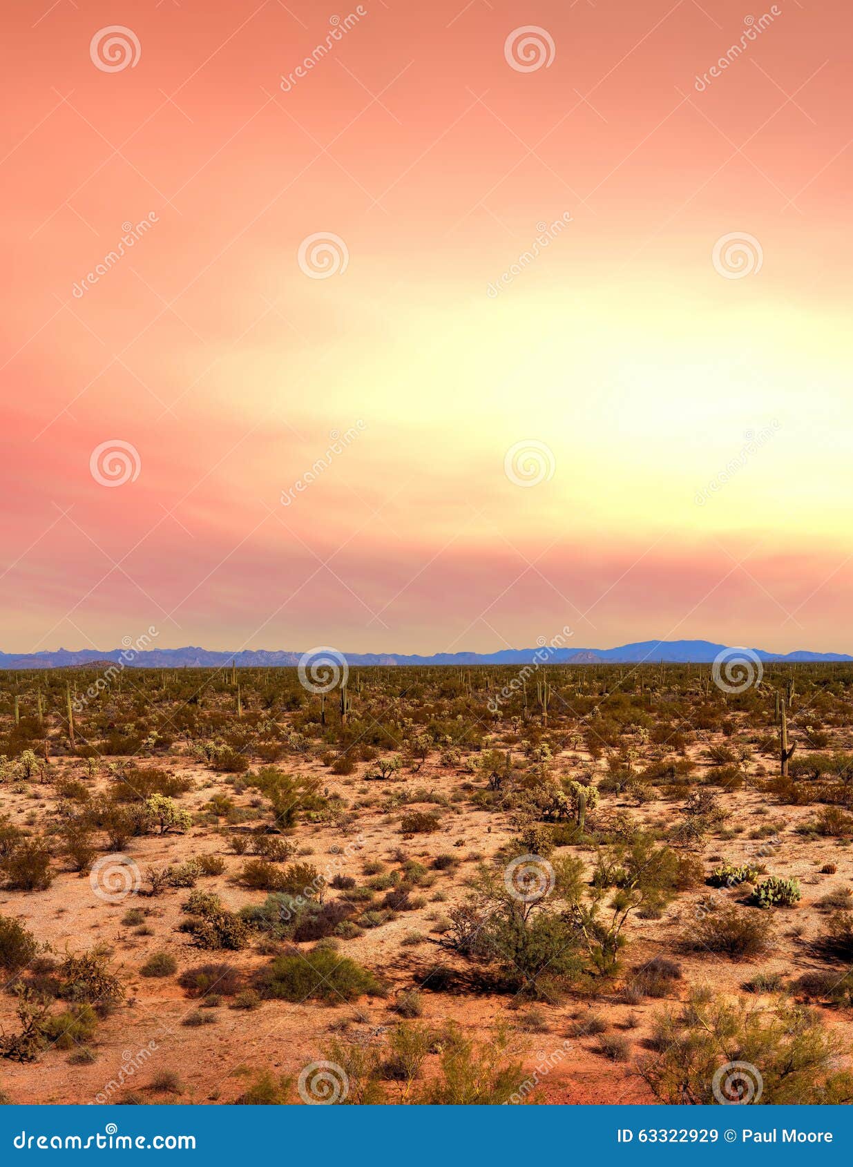sonora desert sunset